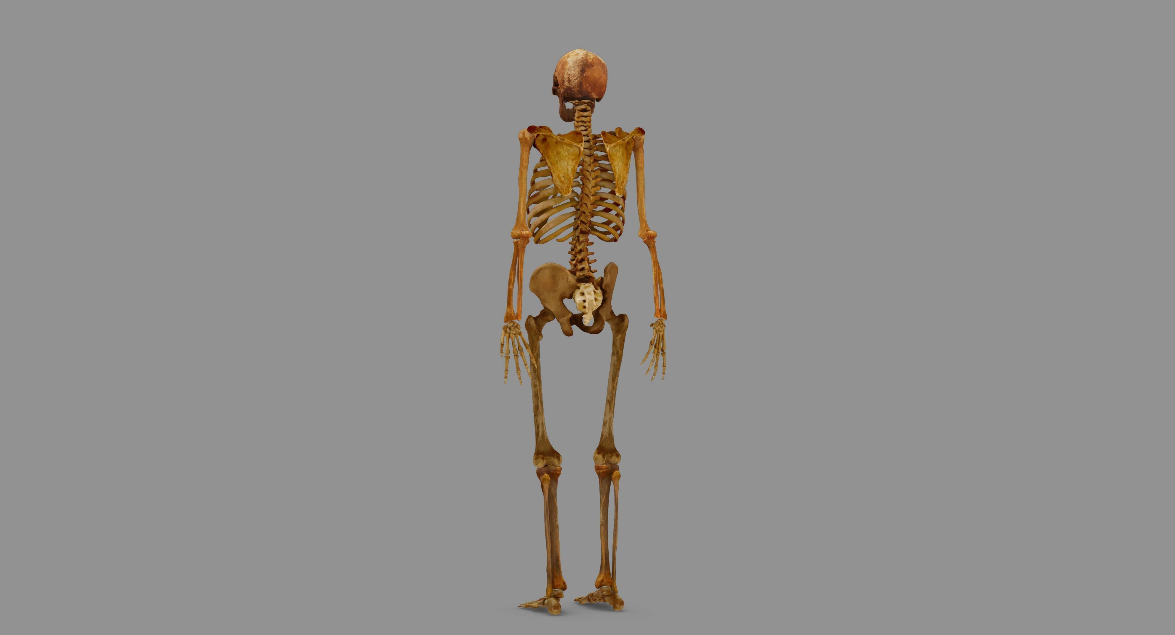 Human Skeleton Scanned Low-poly 3D model_111