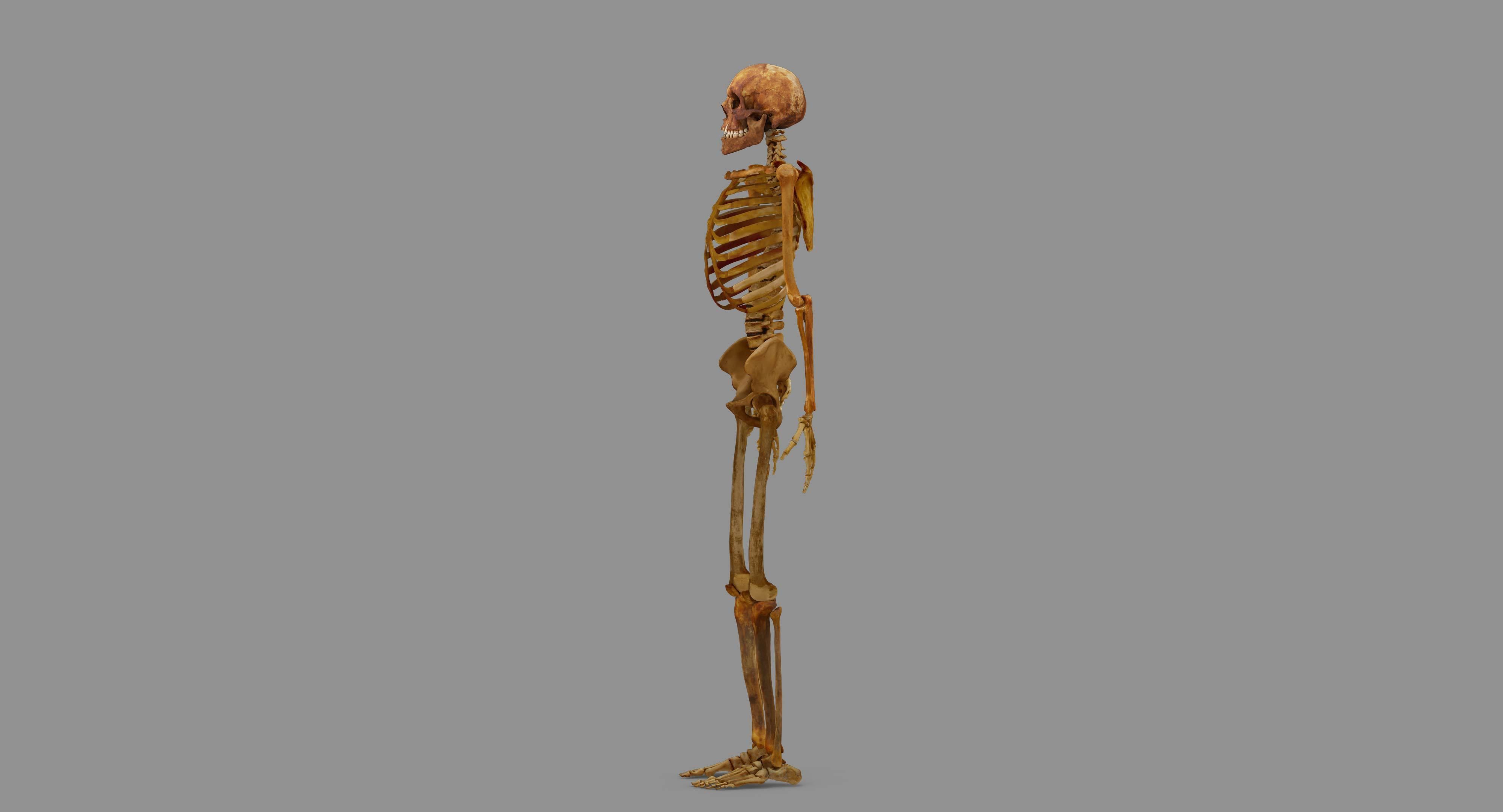 Human Skeleton Scanned Low-poly 3D model_121