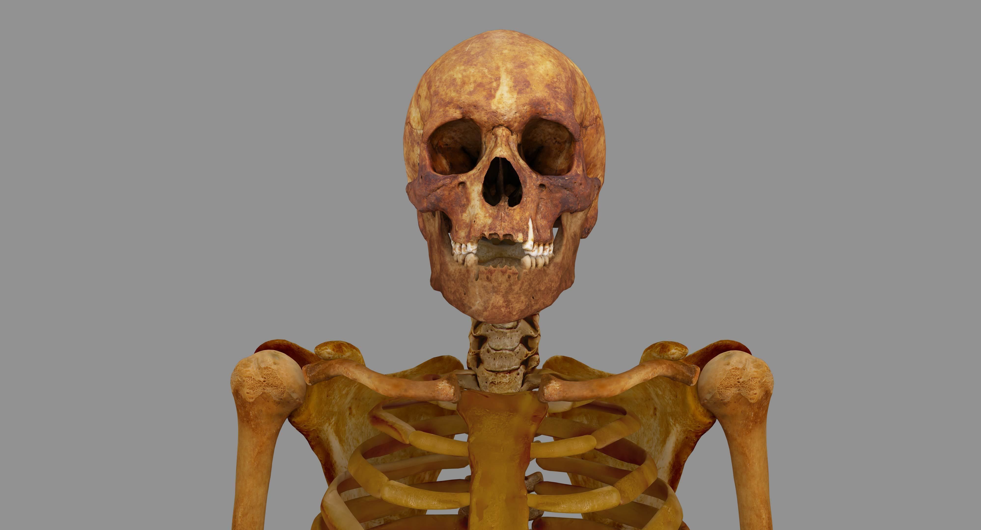 Human Skeleton Scanned Low-poly 3D model_5