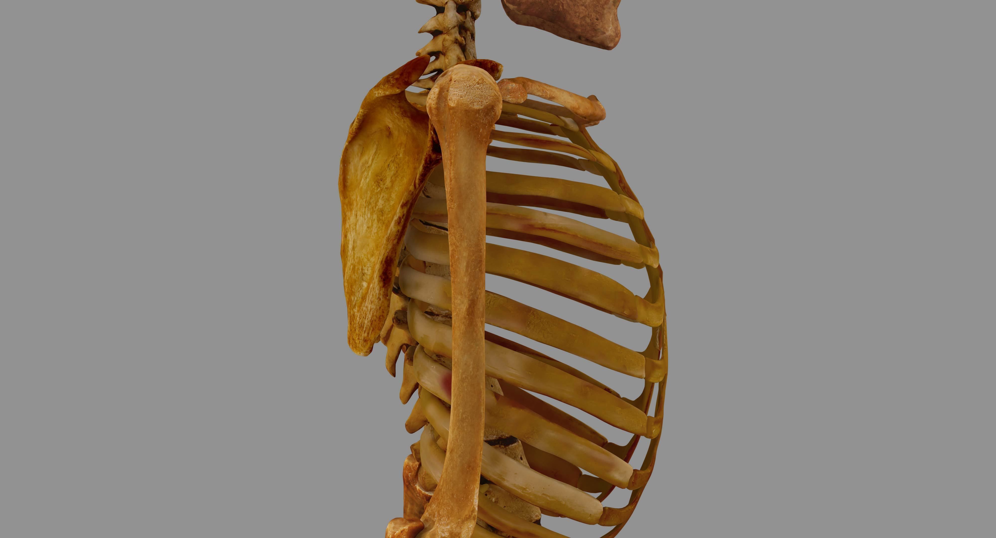 Human Skeleton Scanned Low-poly 3D model_27