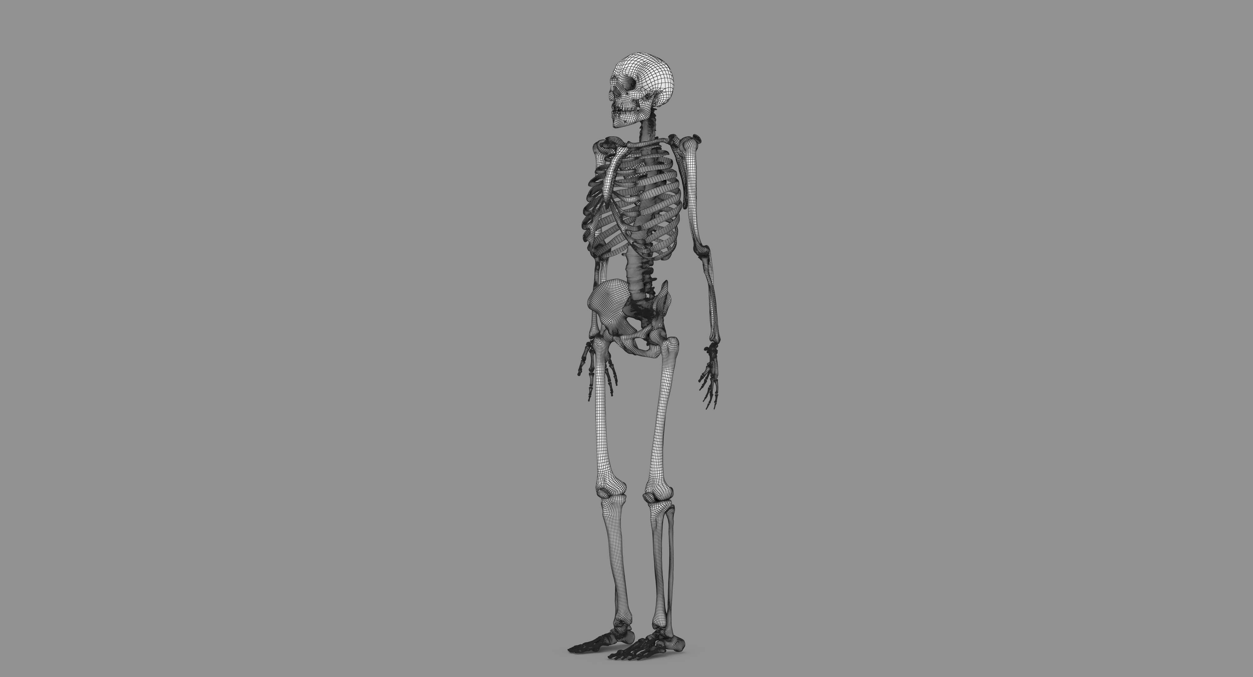 Human Skeleton Scanned Low-poly 3D model_126