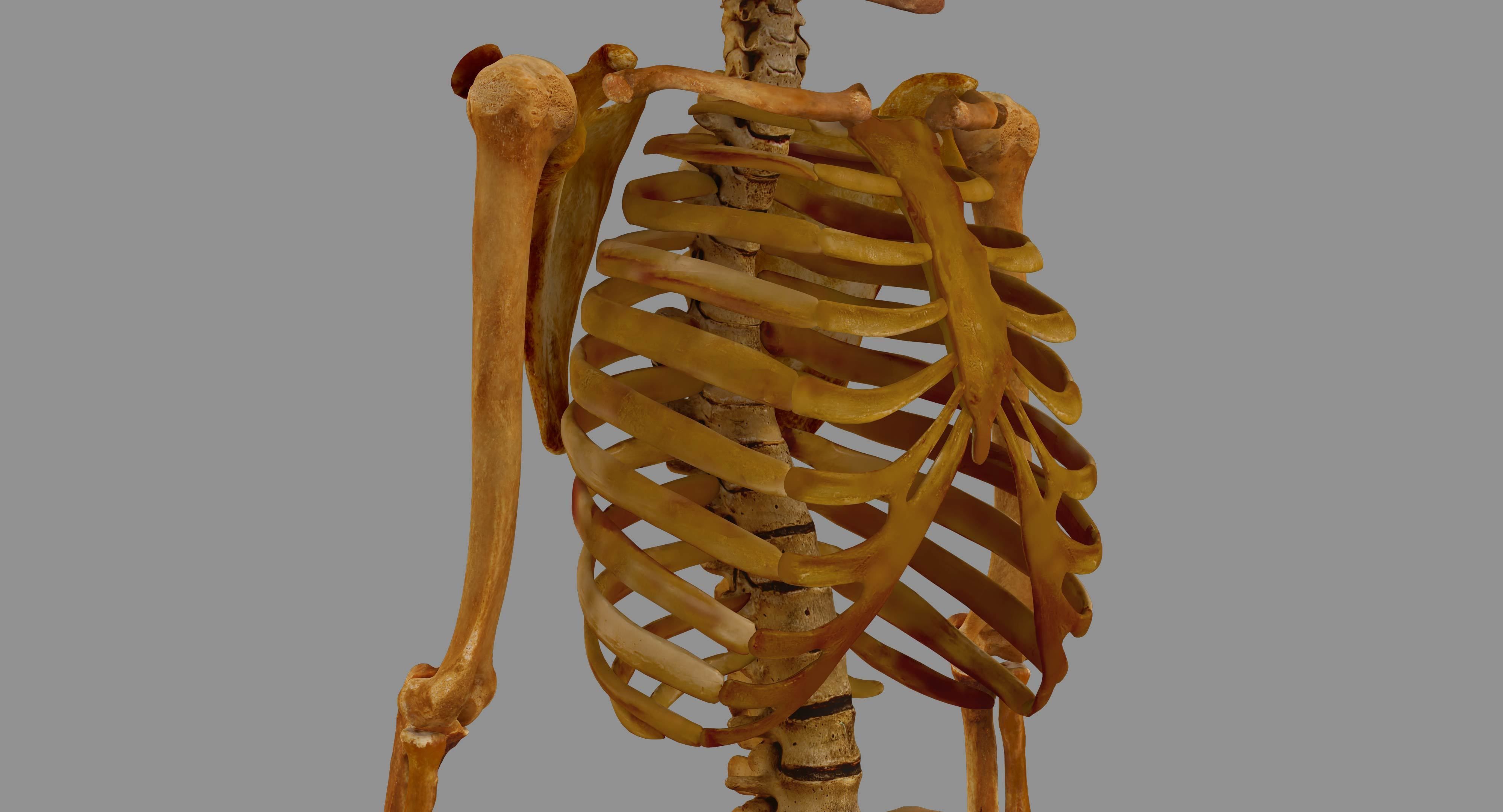Human Skeleton Scanned Low-poly 3D model_17