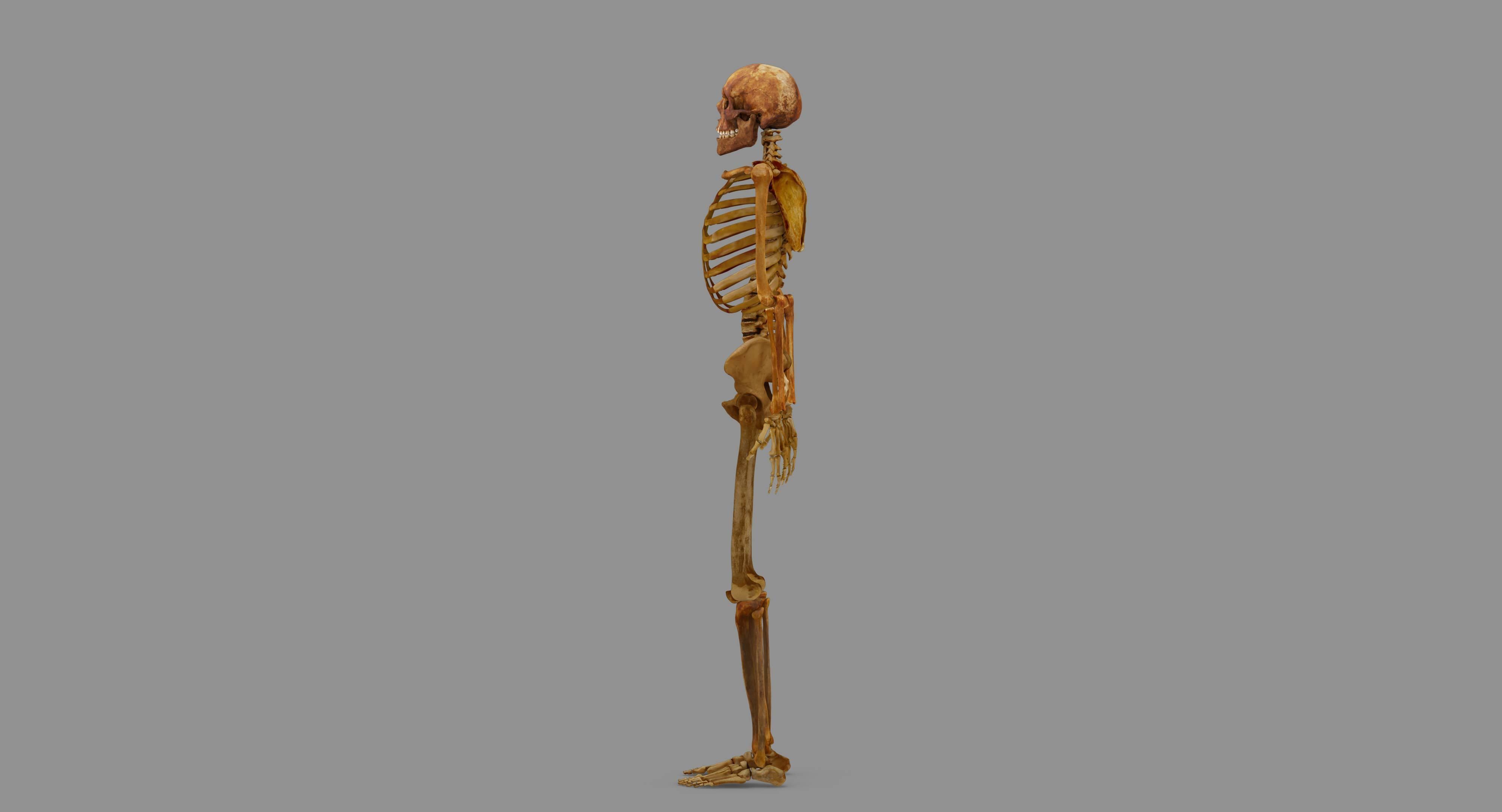 Human Skeleton Scanned Low-poly 3D model_119