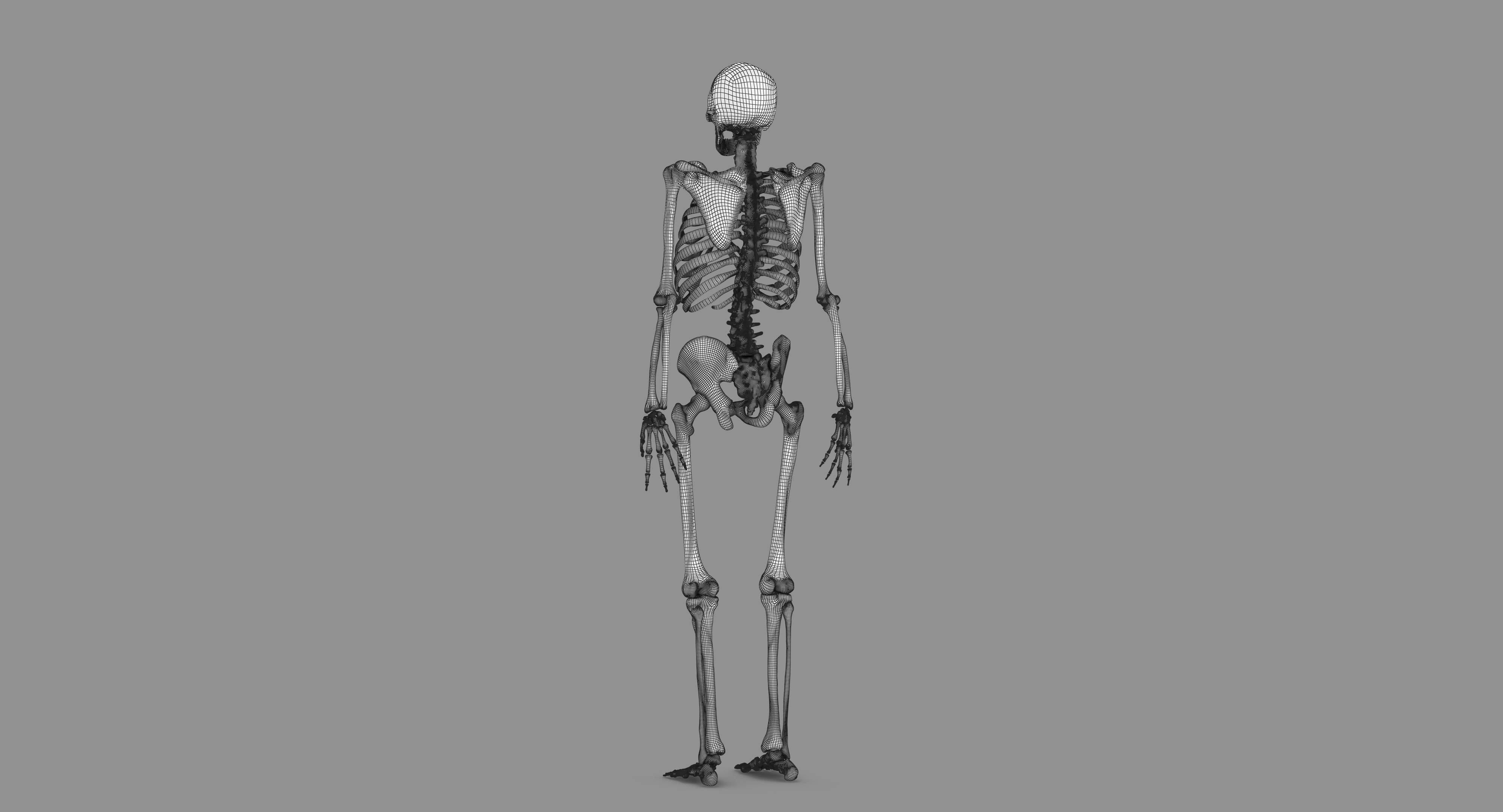 Human Skeleton Scanned Low-poly 3D model_112
