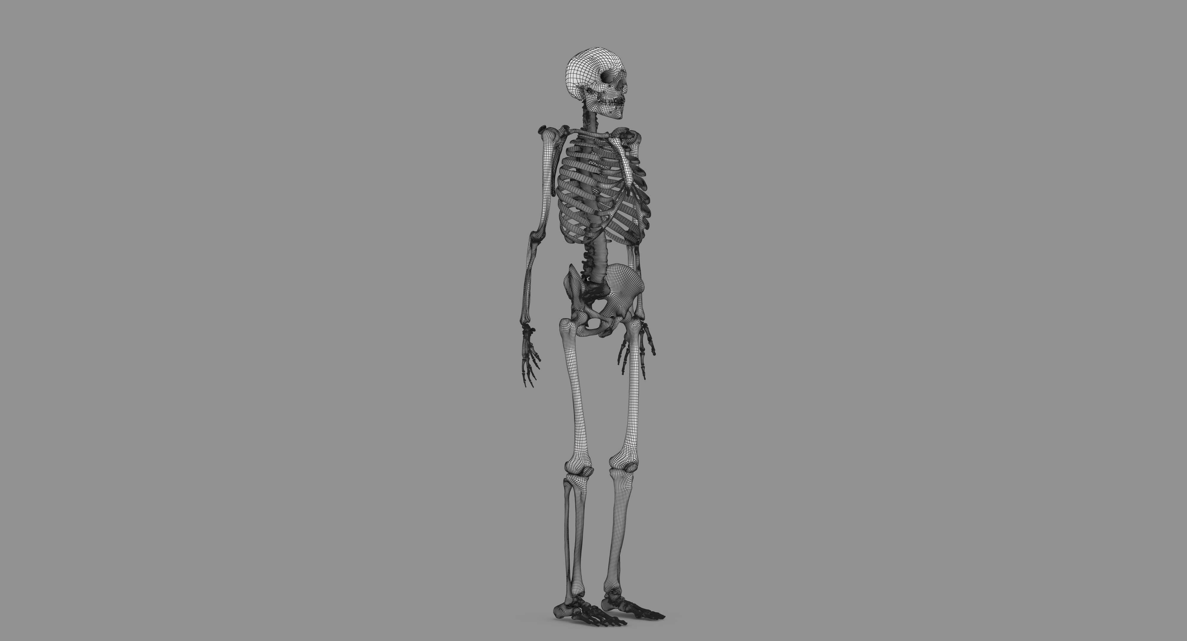 Human Skeleton Scanned Low-poly 3D model_92