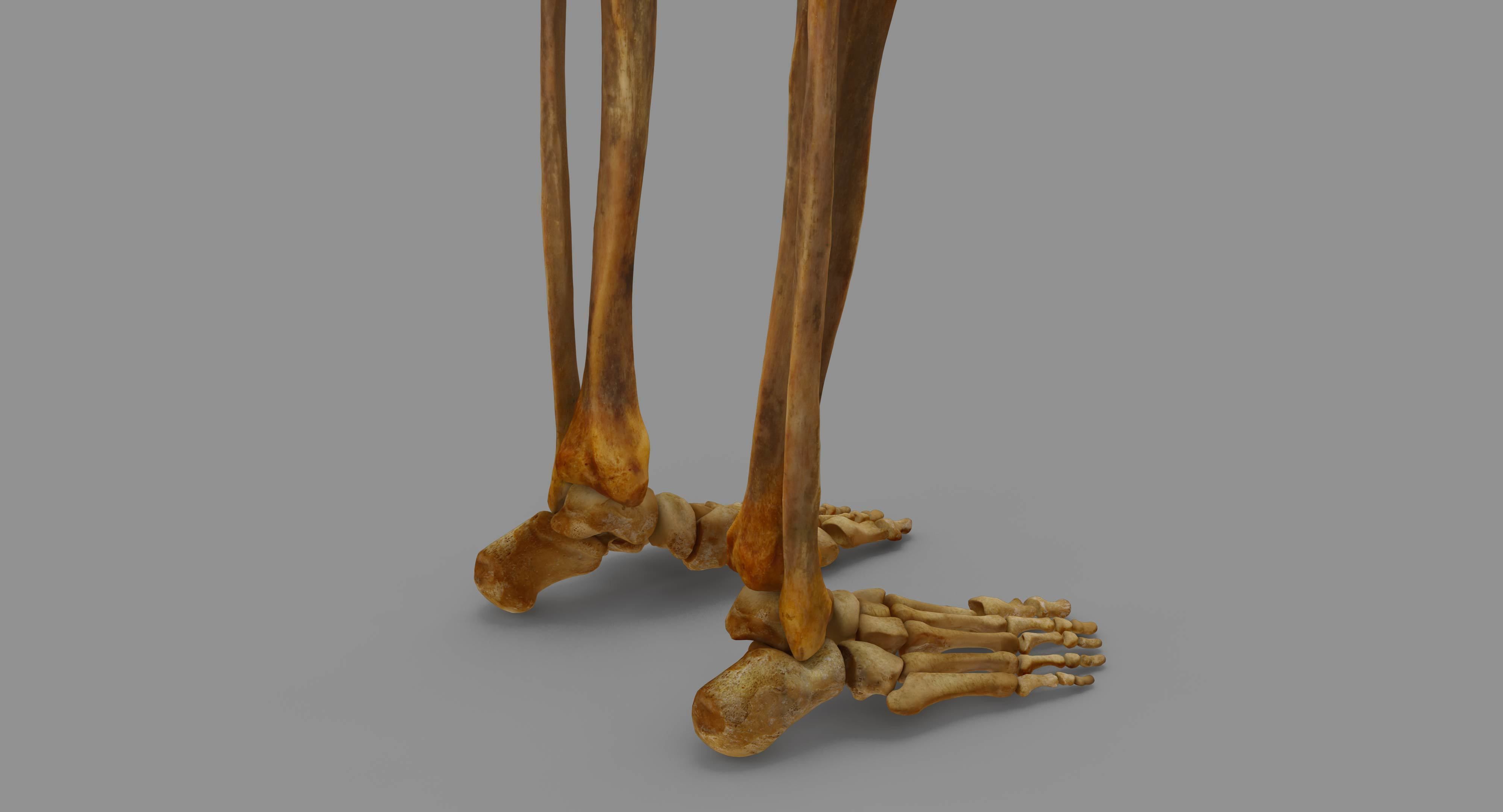 Human Skeleton Scanned Low-poly 3D model_43
