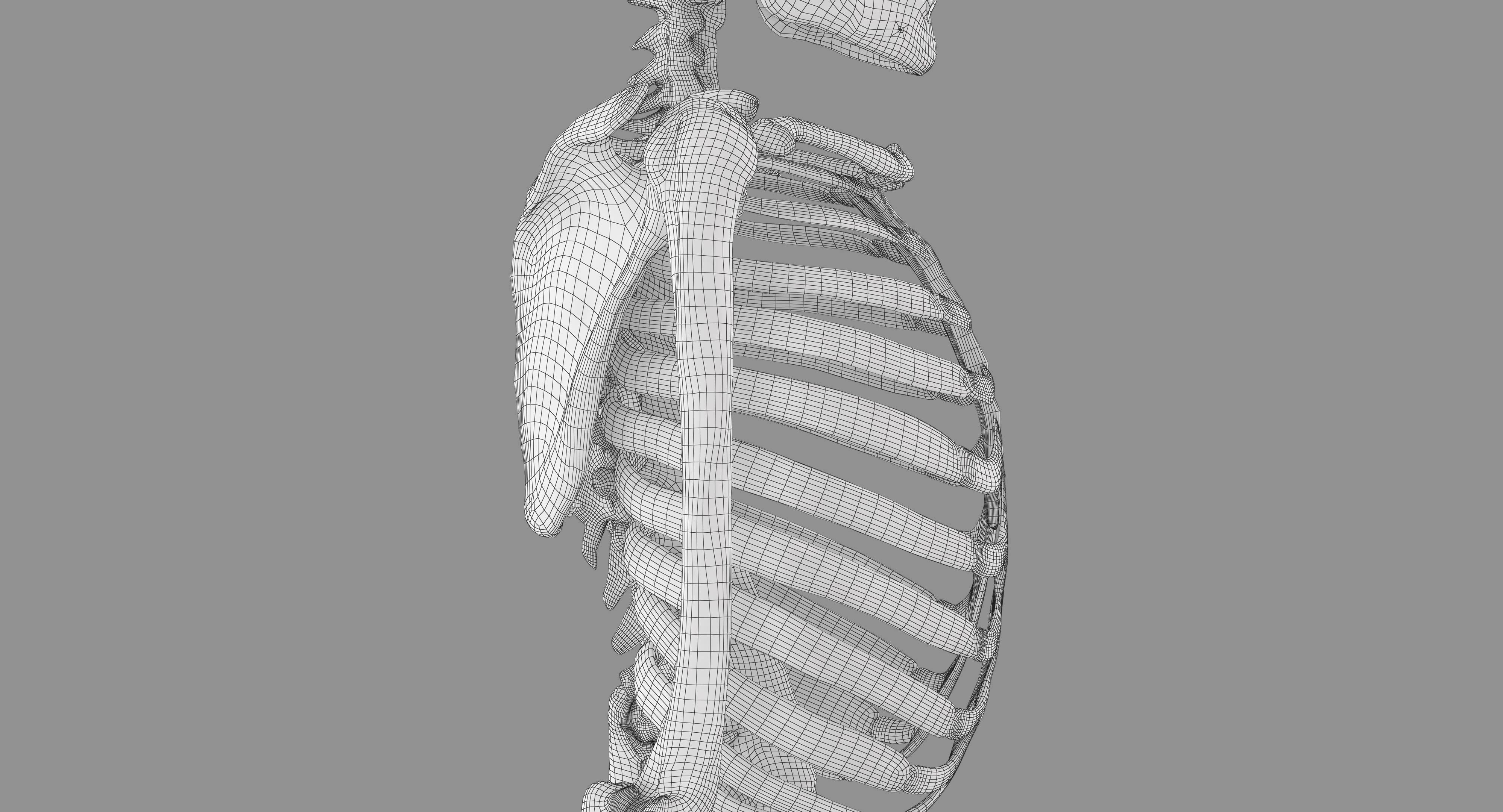 Human Skeleton Scanned Low-poly 3D model_28