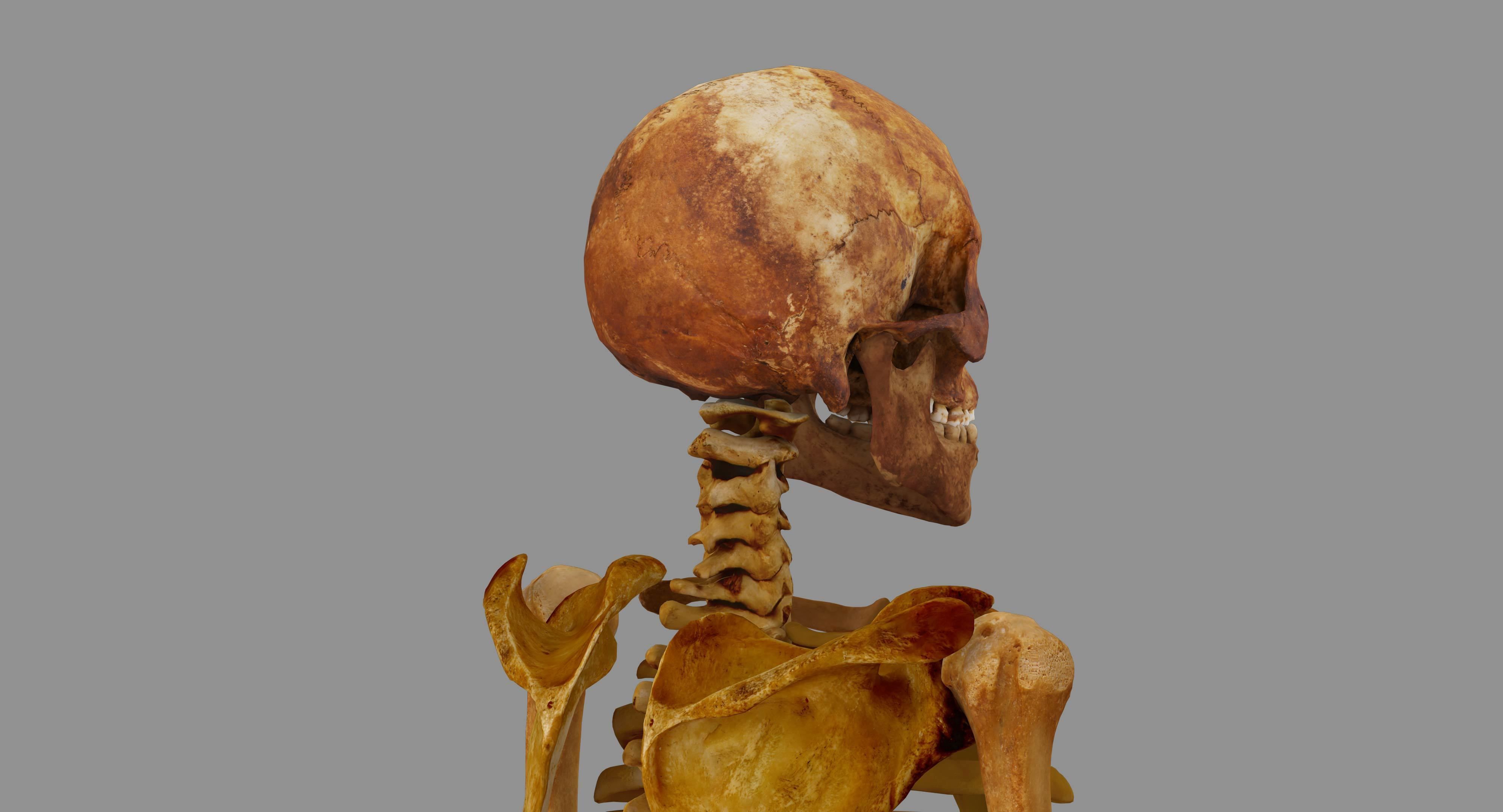 Human Skeleton Scanned Low-poly 3D model_35