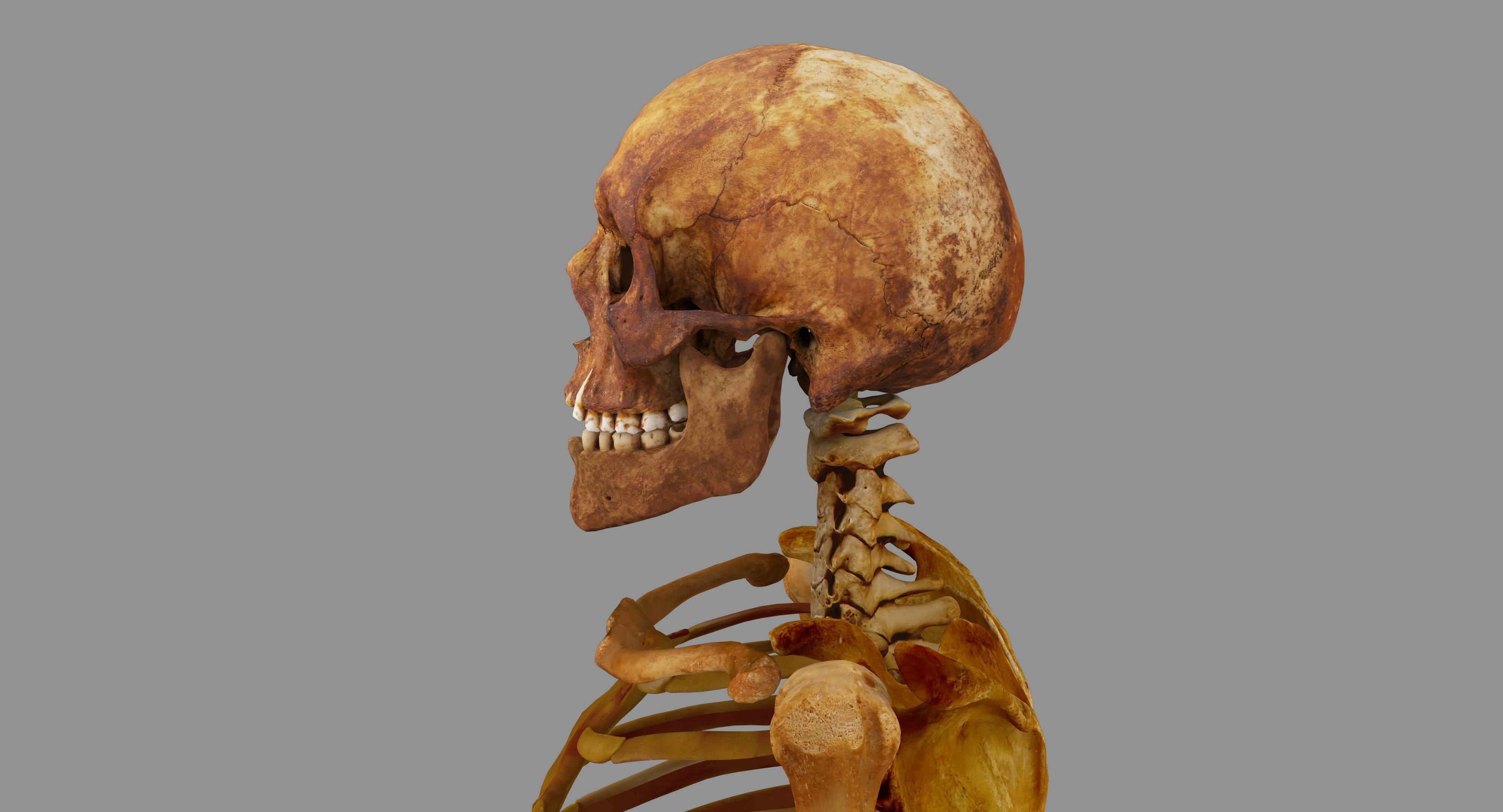 Human Skeleton Scanned Low-poly 3D model_65