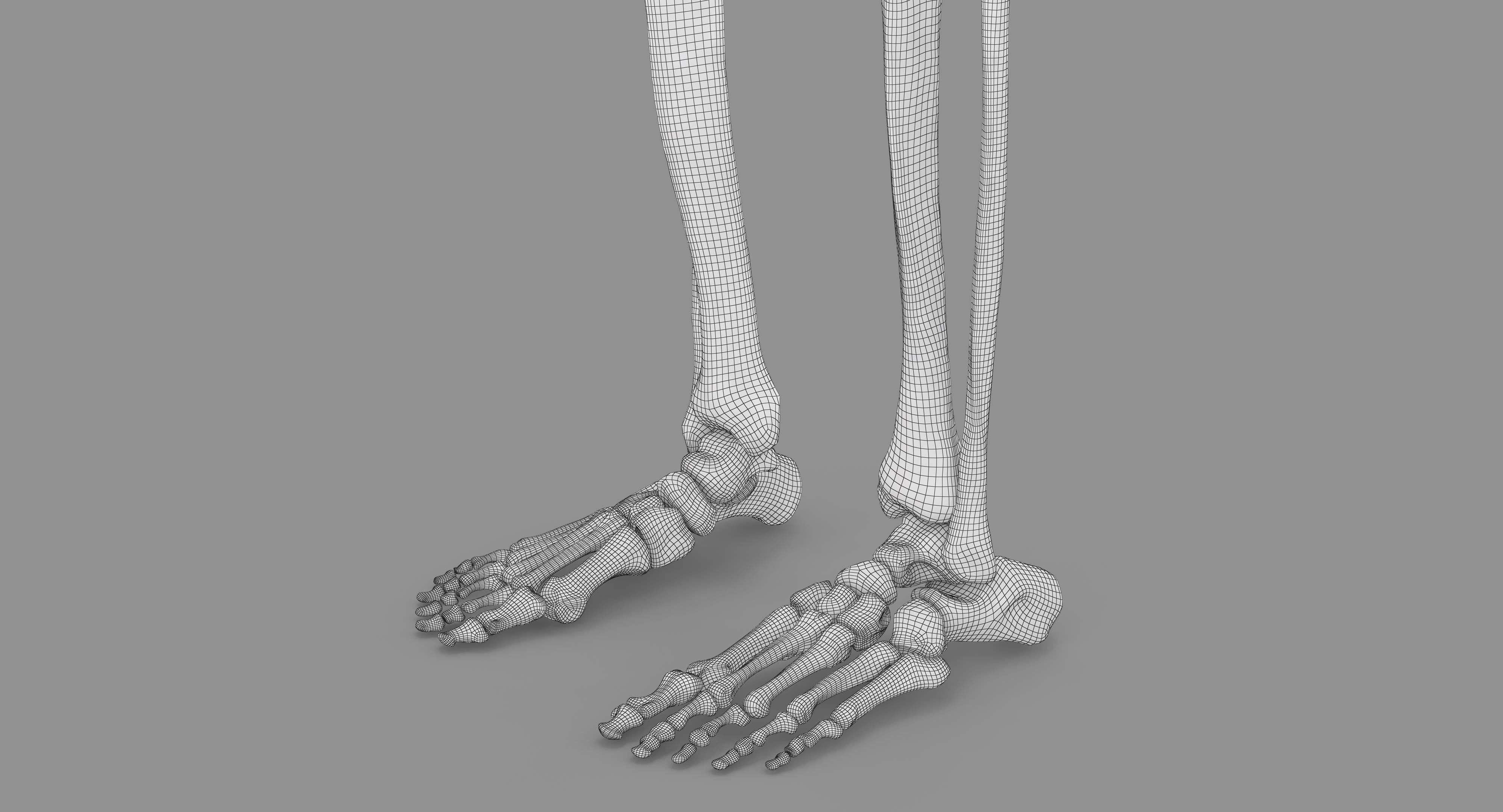 Human Skeleton Scanned Low-poly 3D model_84