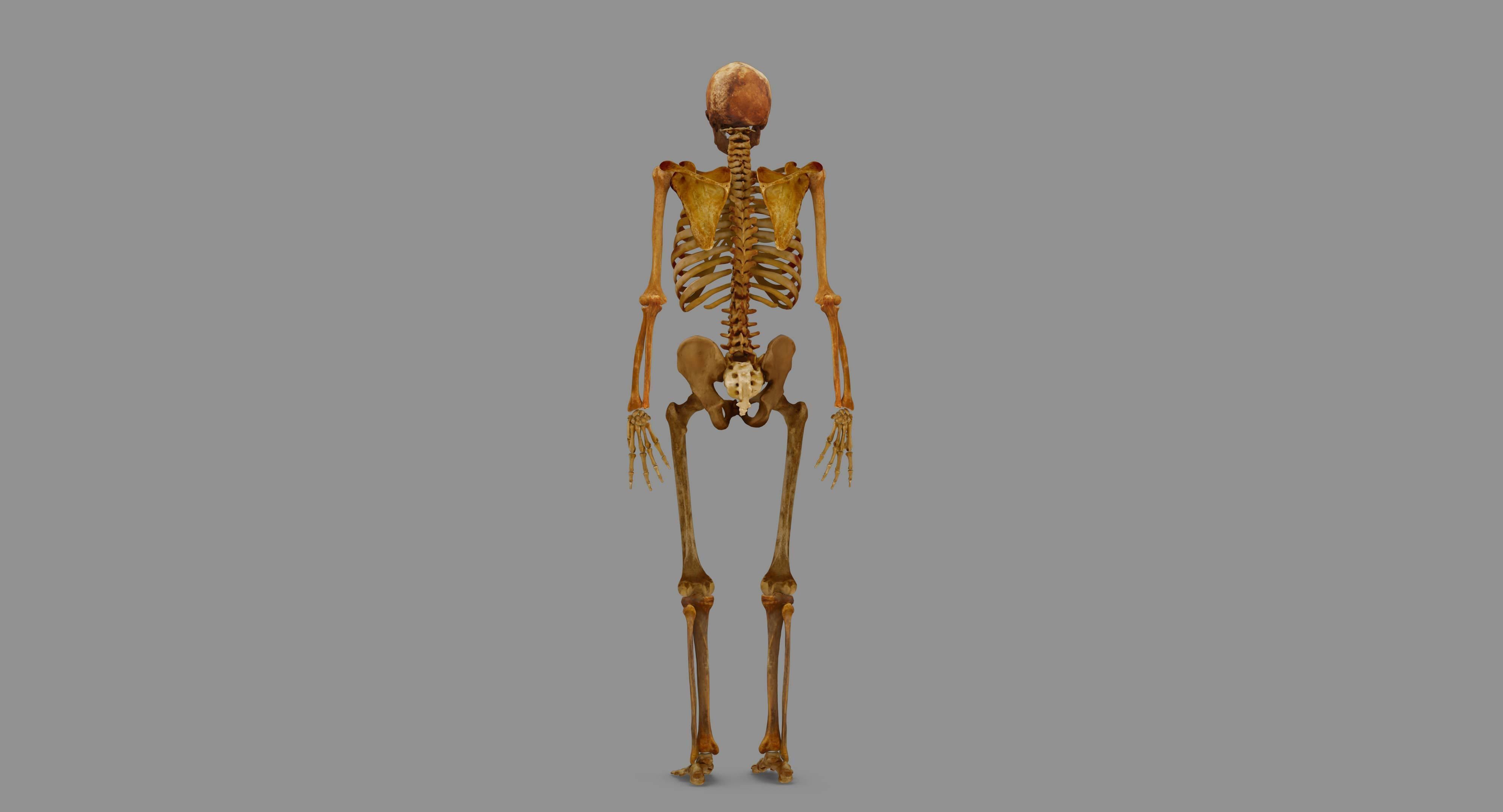Human Skeleton Scanned Low-poly 3D model_109