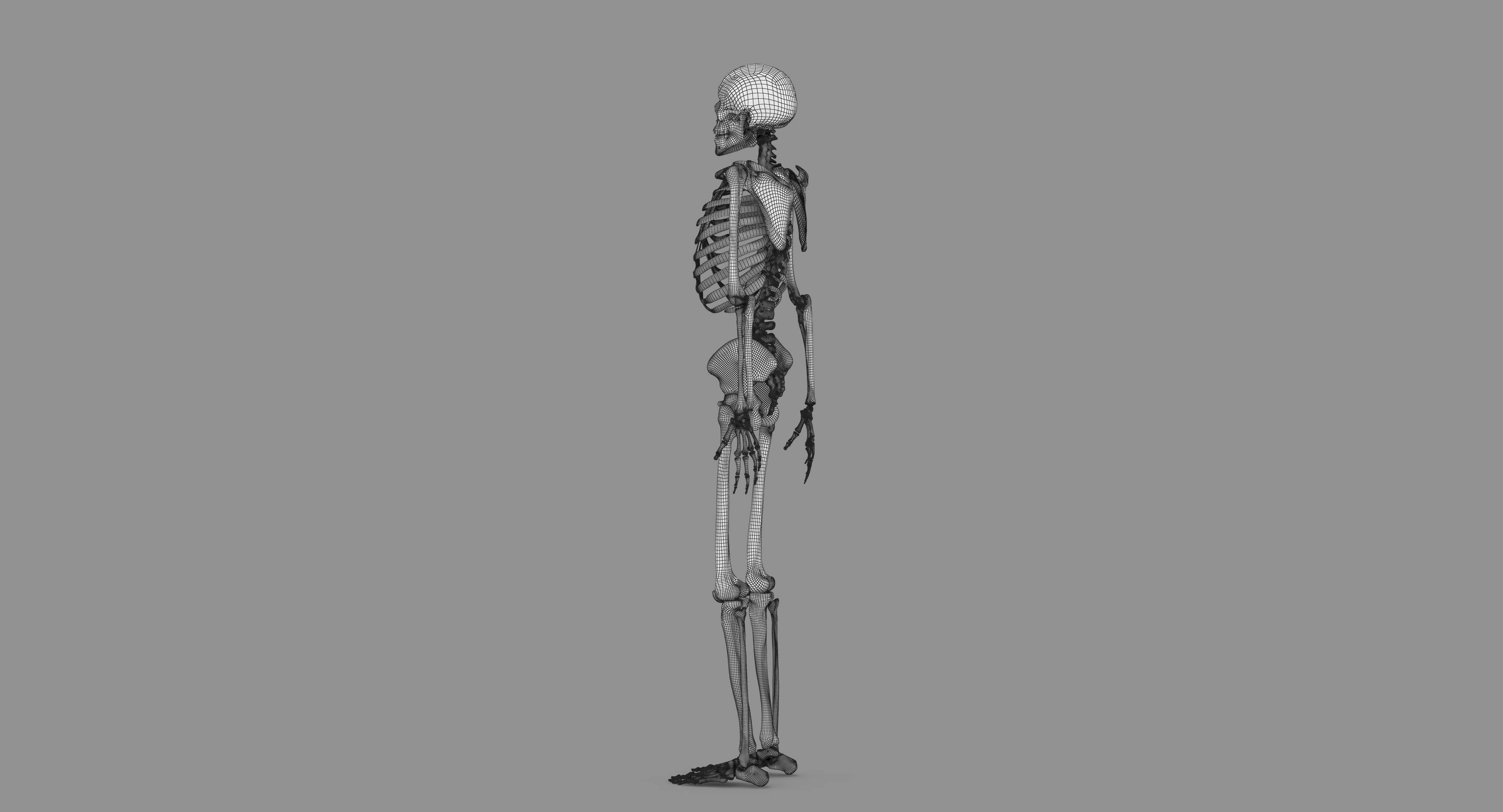 Human Skeleton Scanned Low-poly 3D model_118