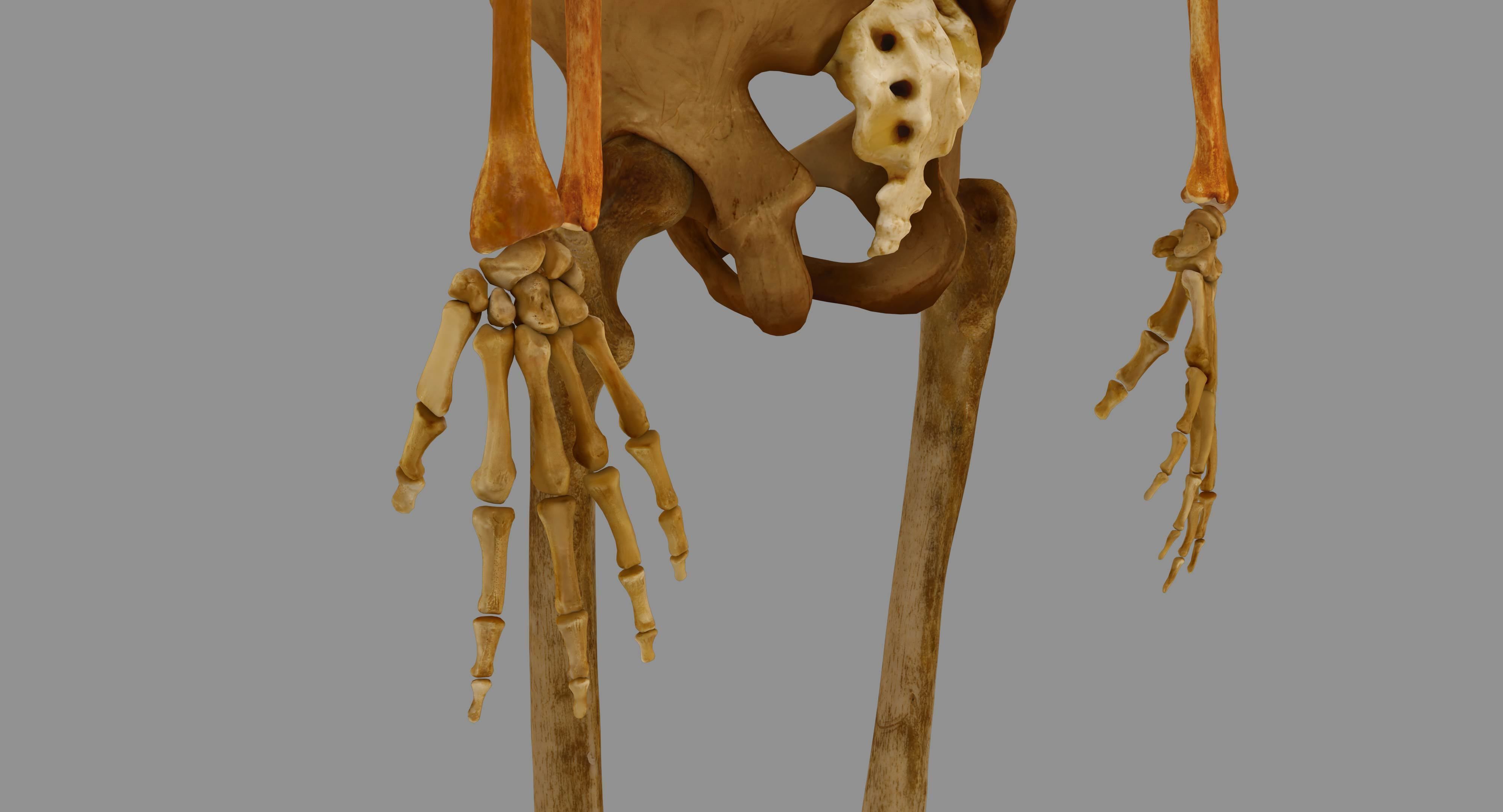 Human Skeleton Scanned Low-poly 3D model_59
