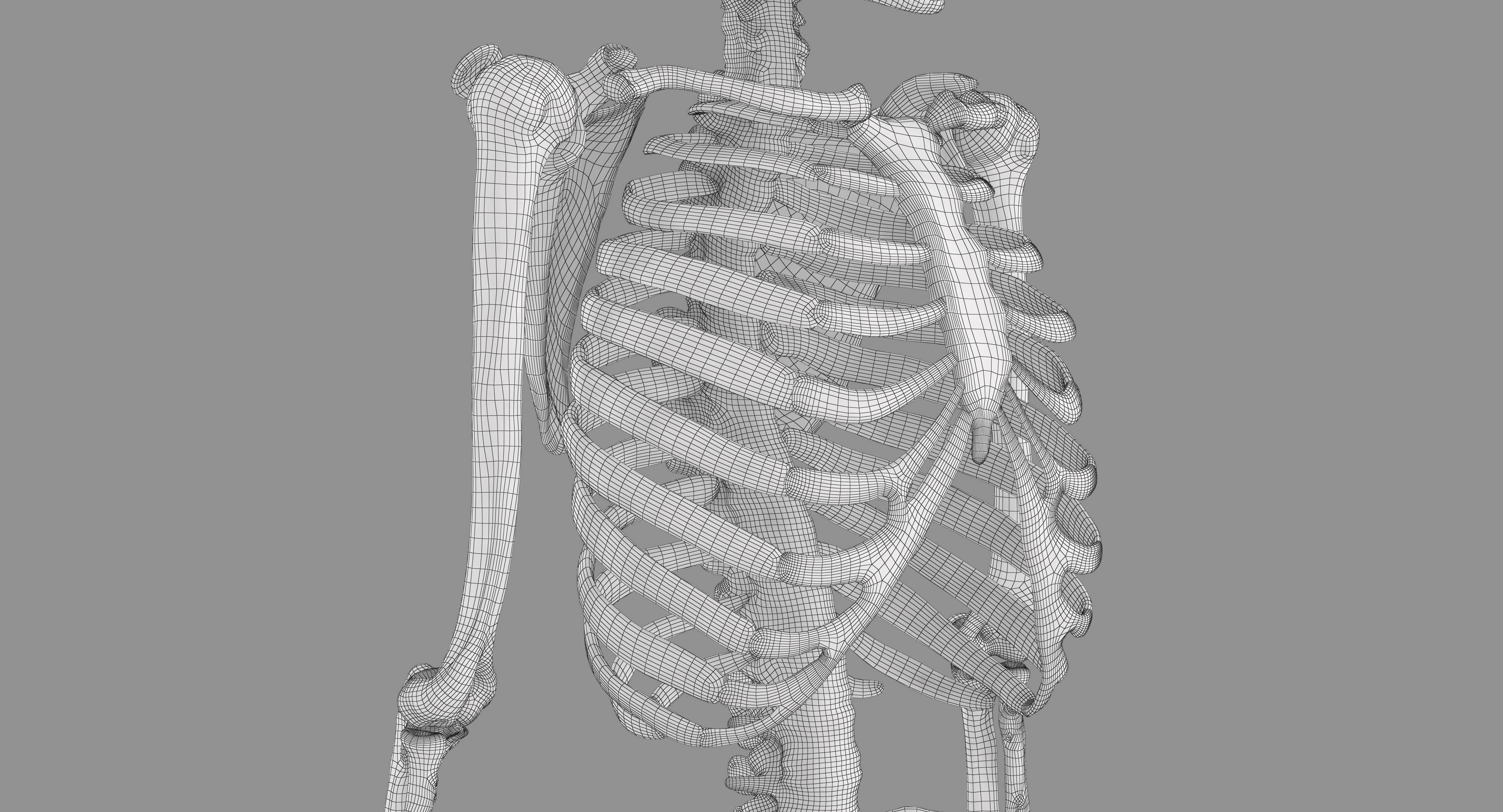 Human Skeleton Scanned Low-poly 3D model_18