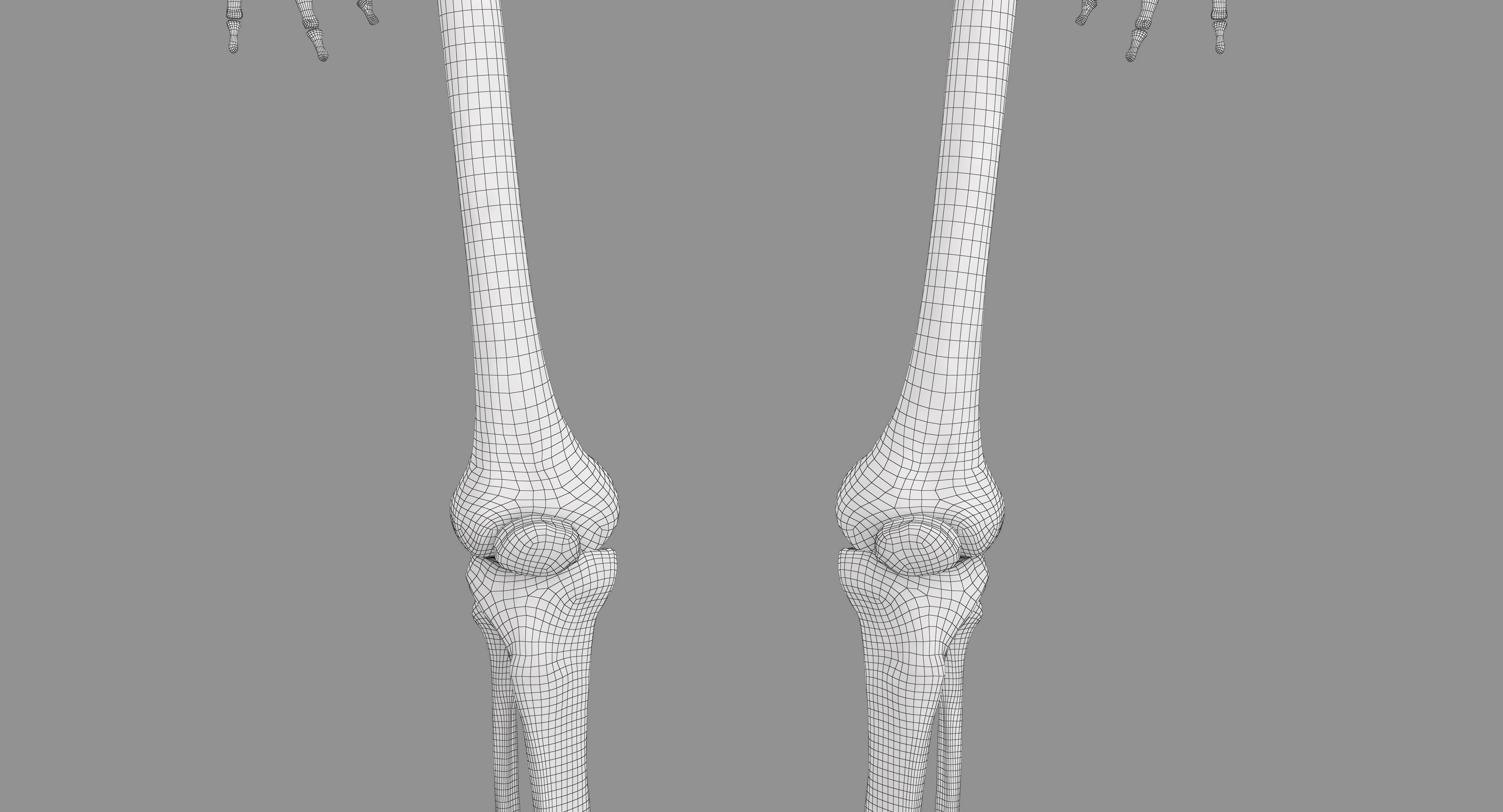 Human Skeleton Scanned Low-poly 3D model_12