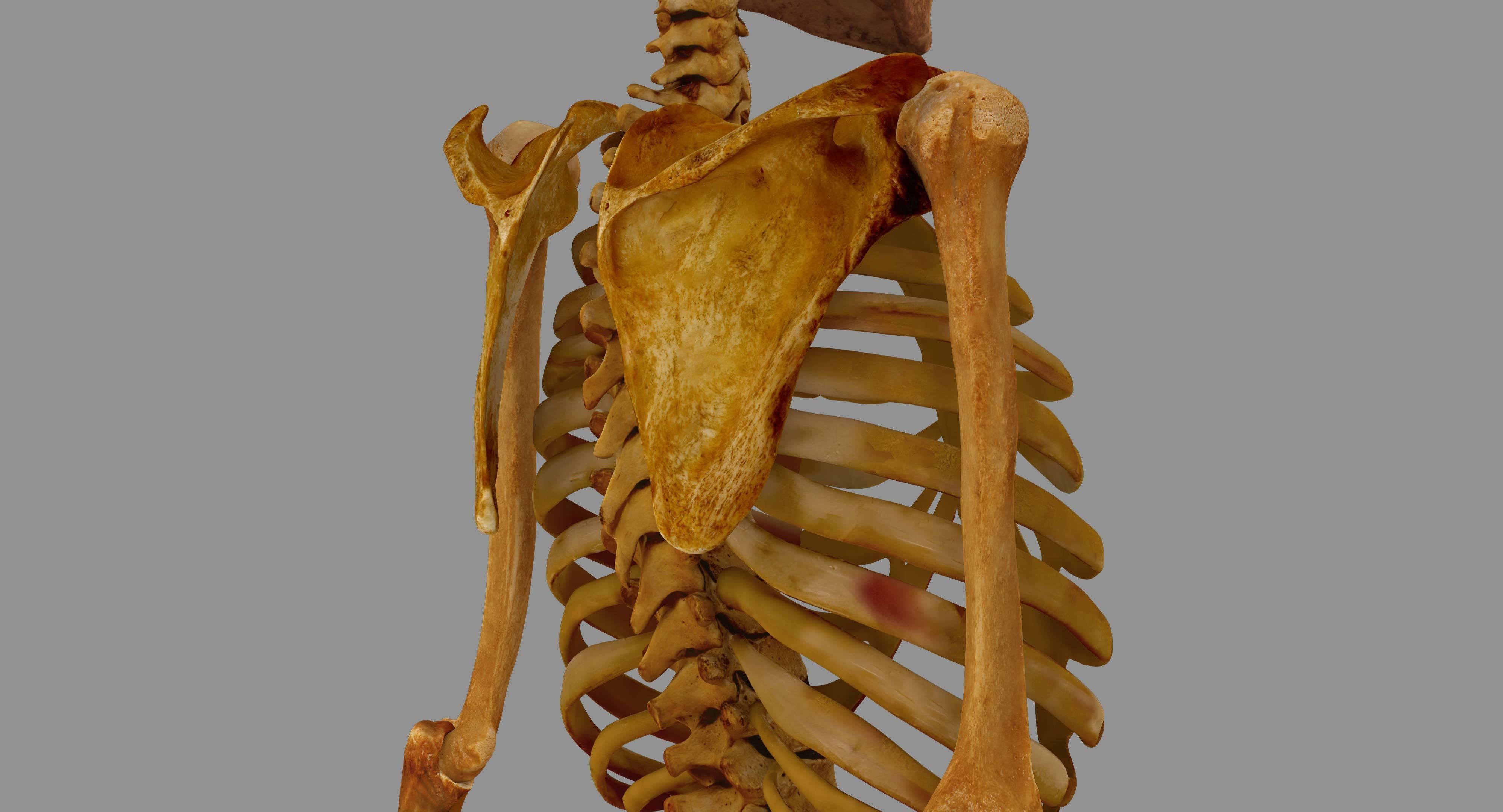 Human Skeleton Scanned Low-poly 3D model_37