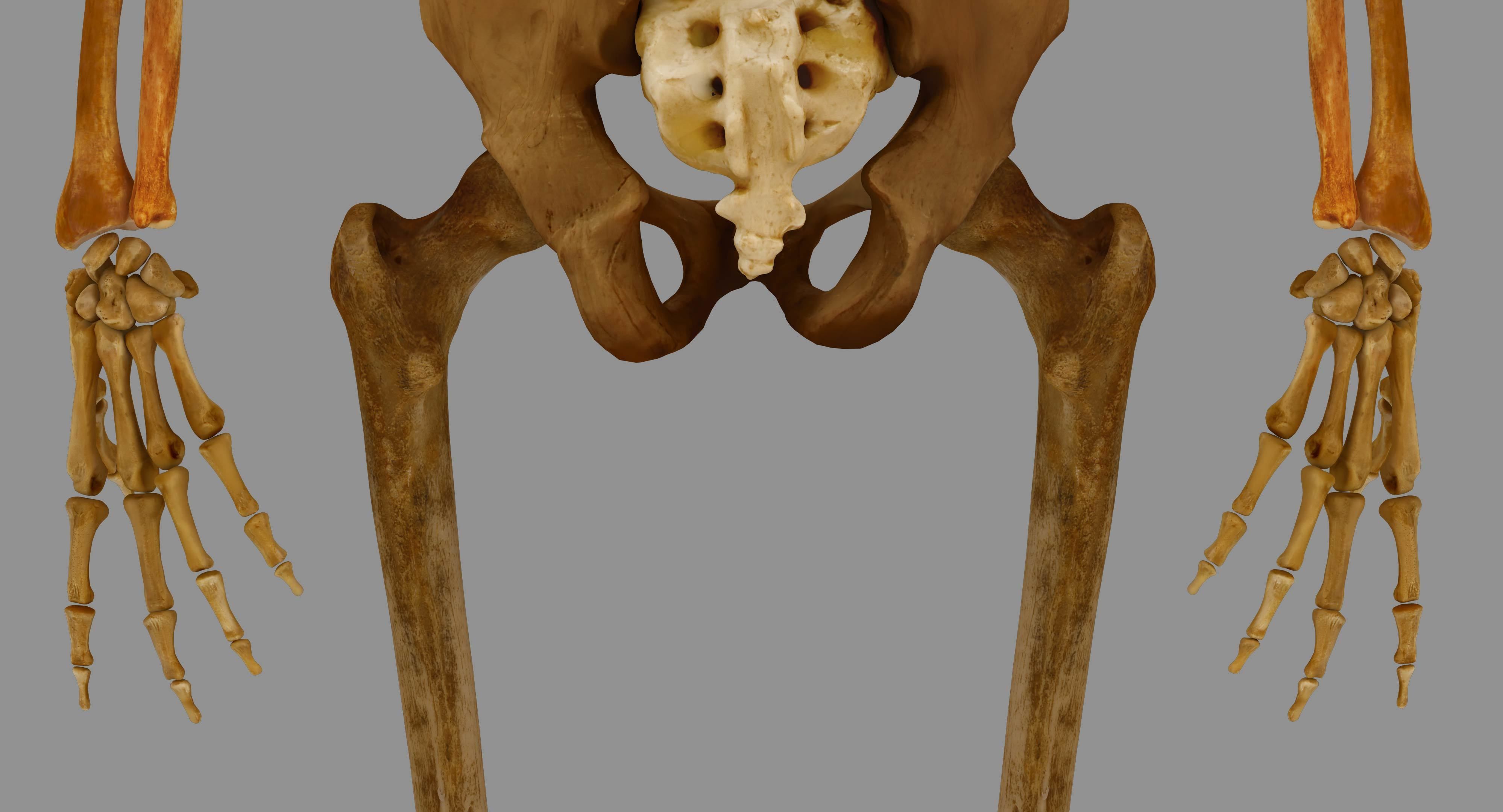 Human Skeleton Scanned Low-poly 3D model_49