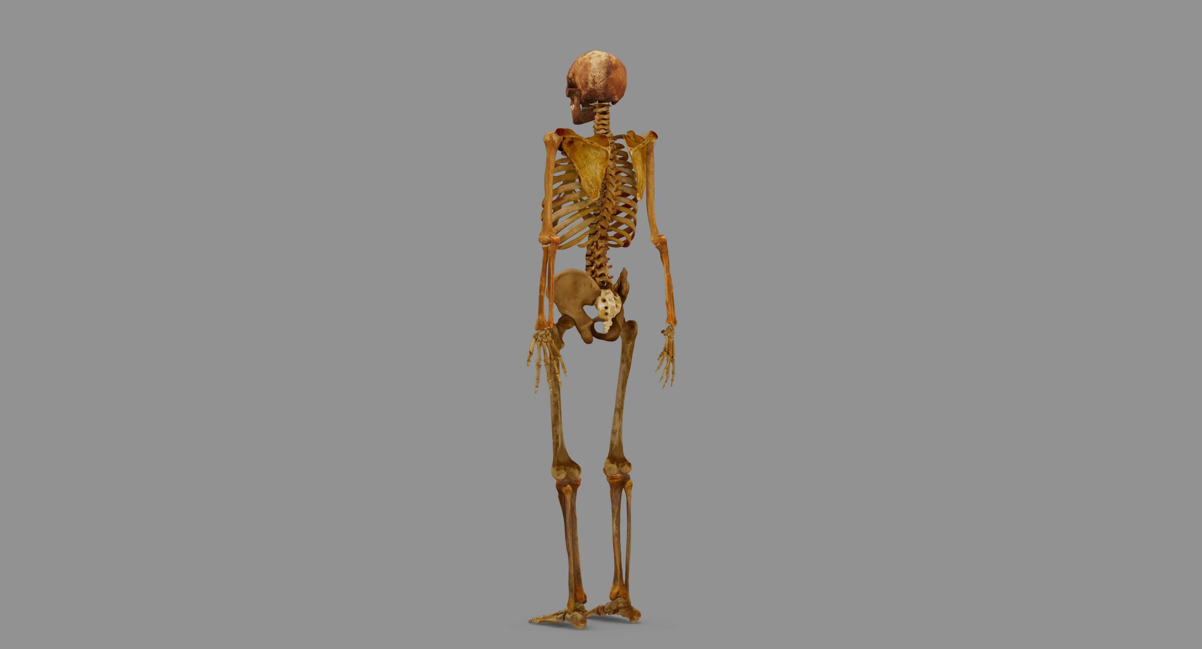 Human Skeleton Scanned Low-poly 3D model_113