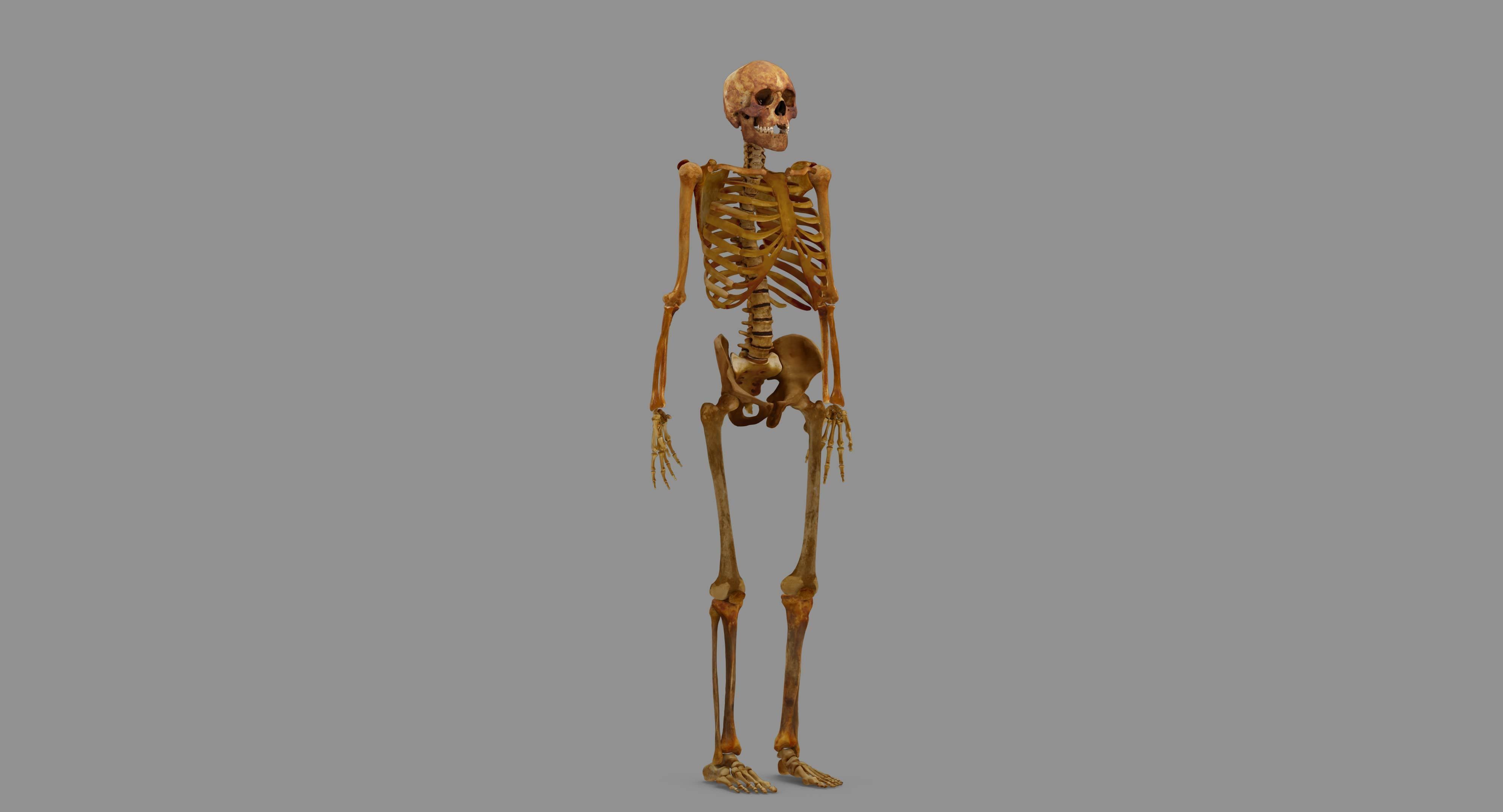 Human Skeleton Scanned Low-poly 3D model_89