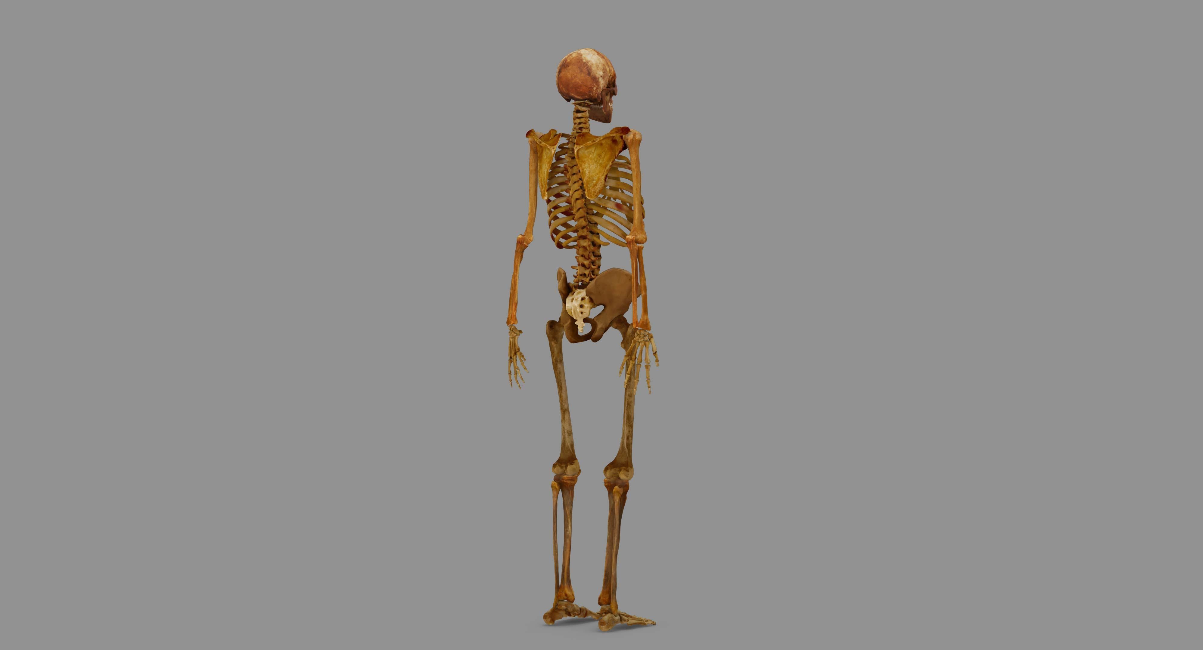 Human Skeleton Scanned Low-poly 3D model_103