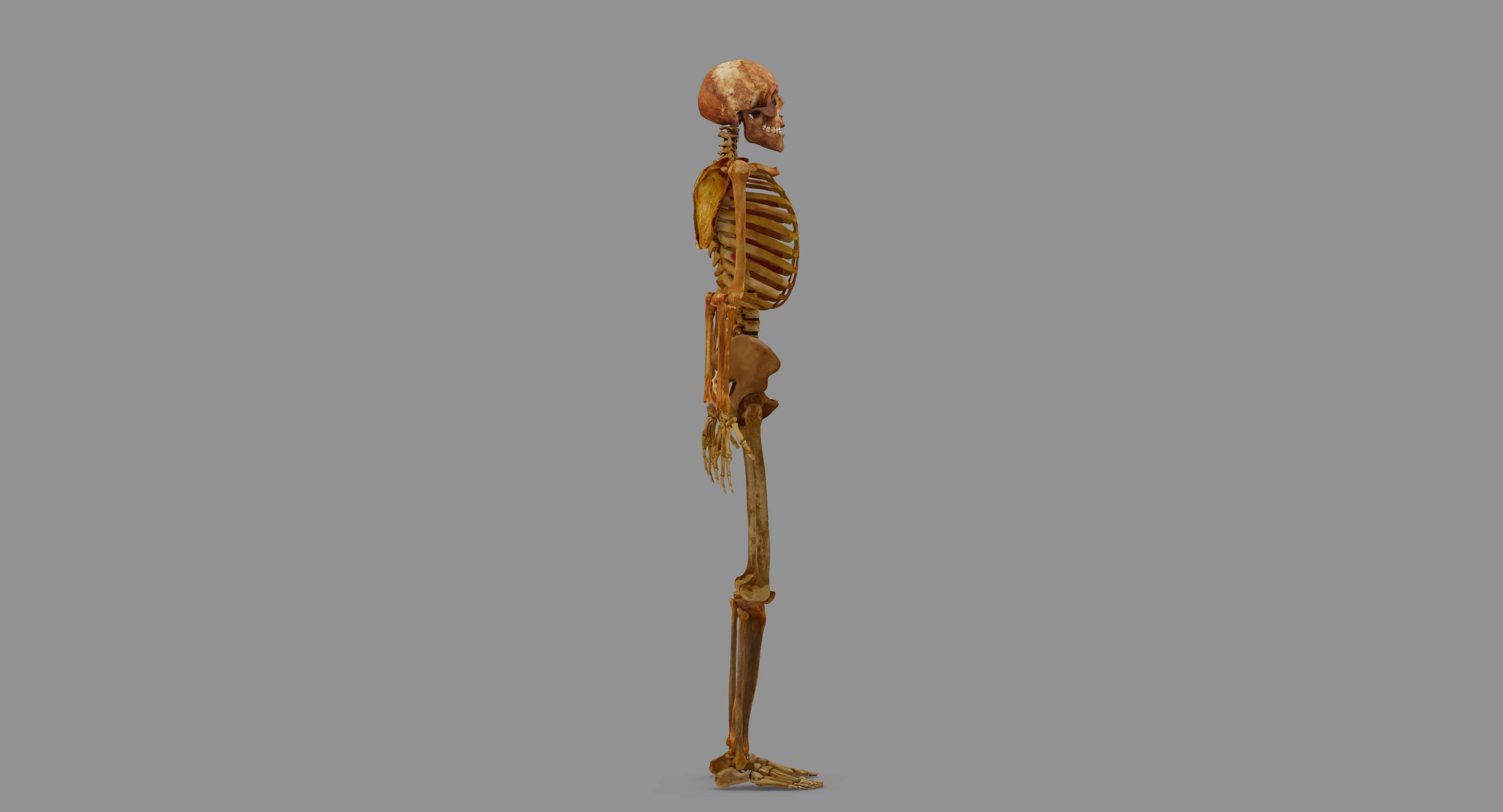 Human Skeleton Scanned Low-poly 3D model_97