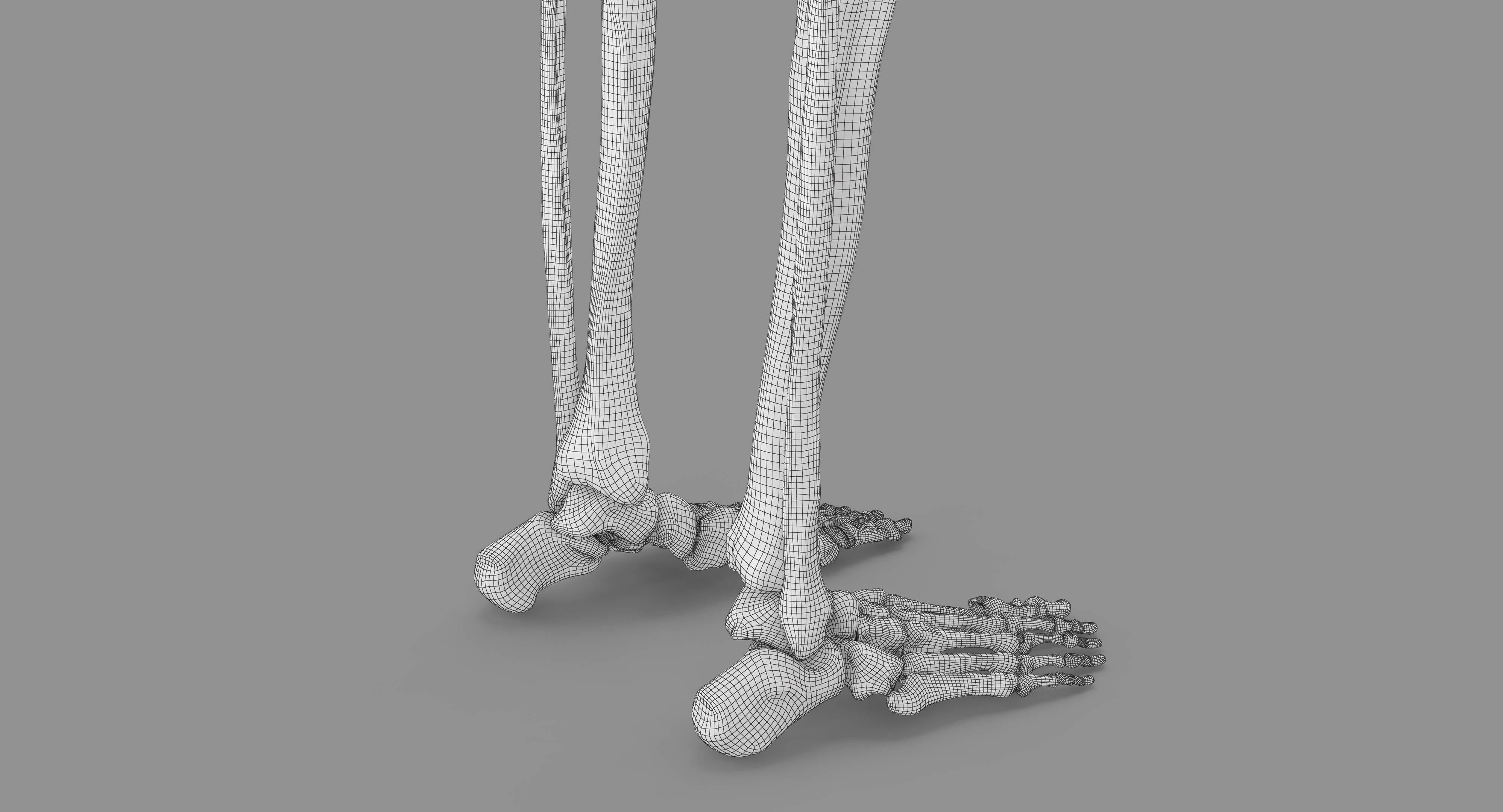 Human Skeleton Scanned Low-poly 3D model_44