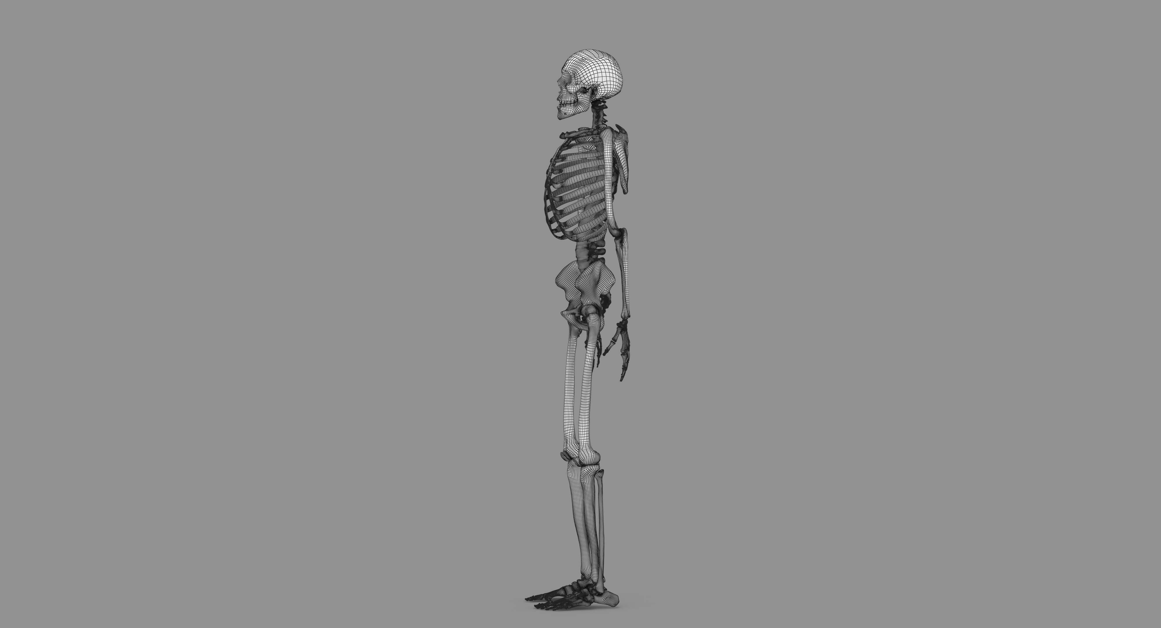 Human Skeleton Scanned Low-poly 3D model_122