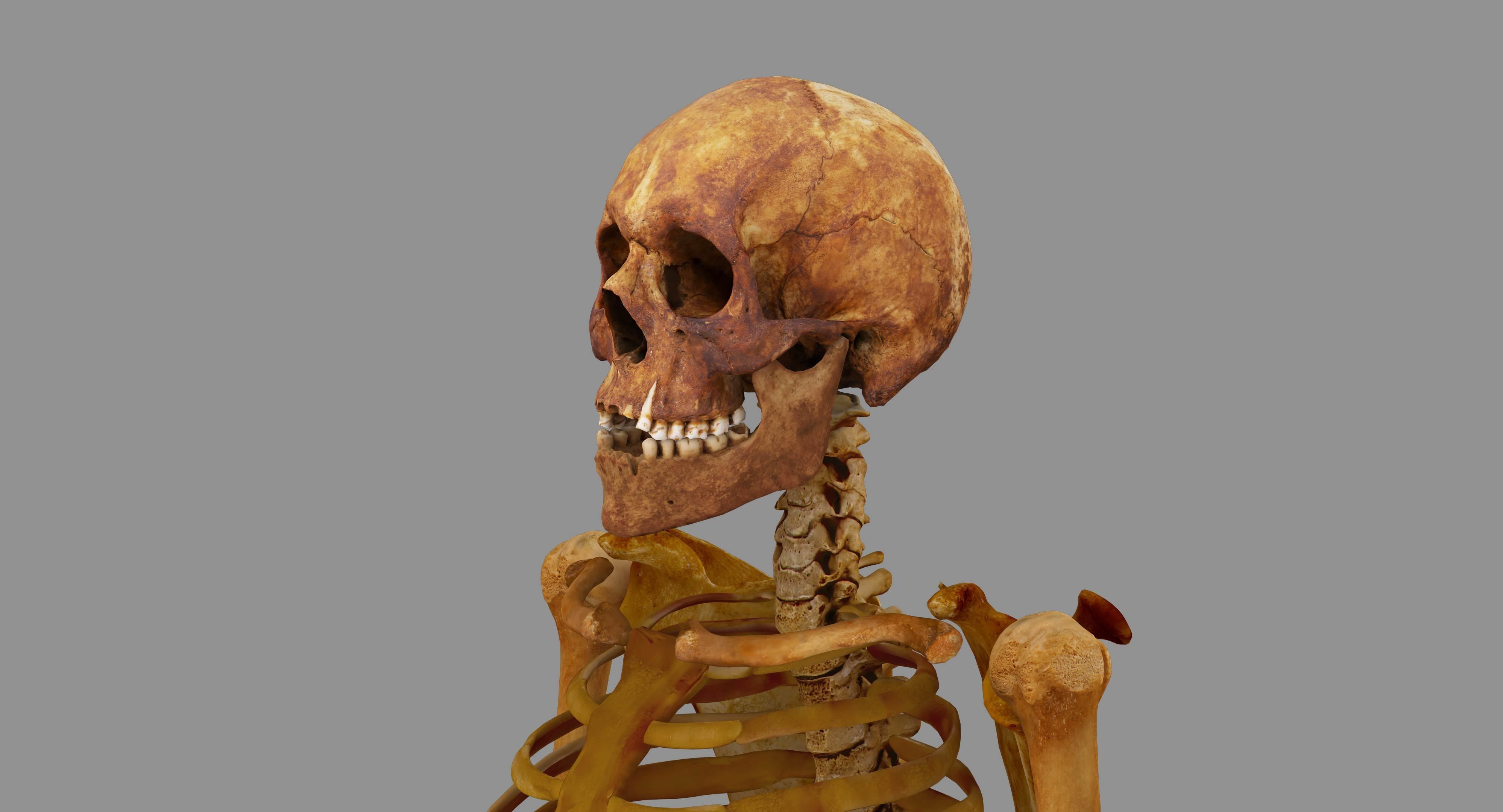 Human Skeleton Scanned Low-poly 3D model_75