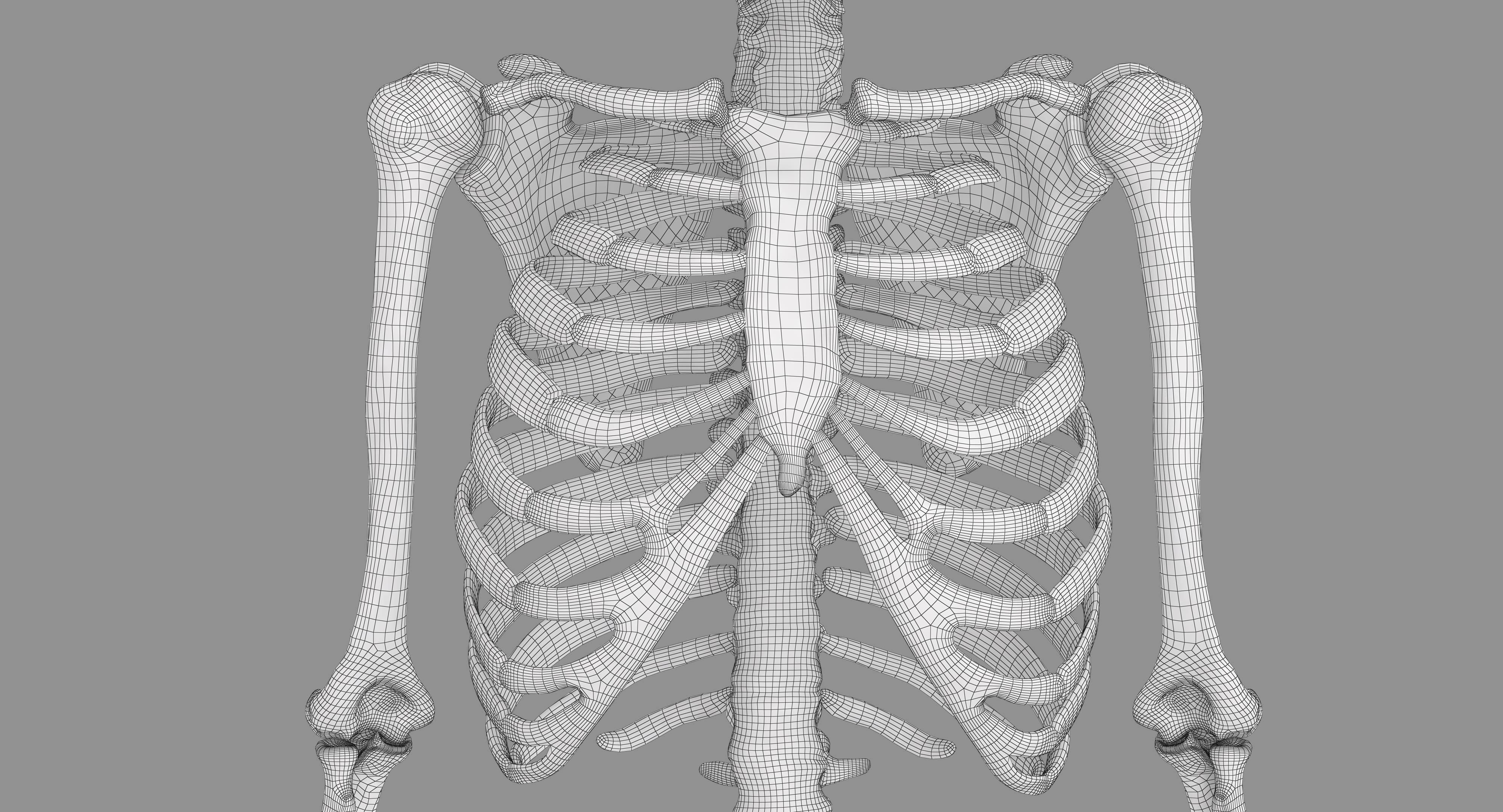 Human Skeleton Scanned Low-poly 3D model_8