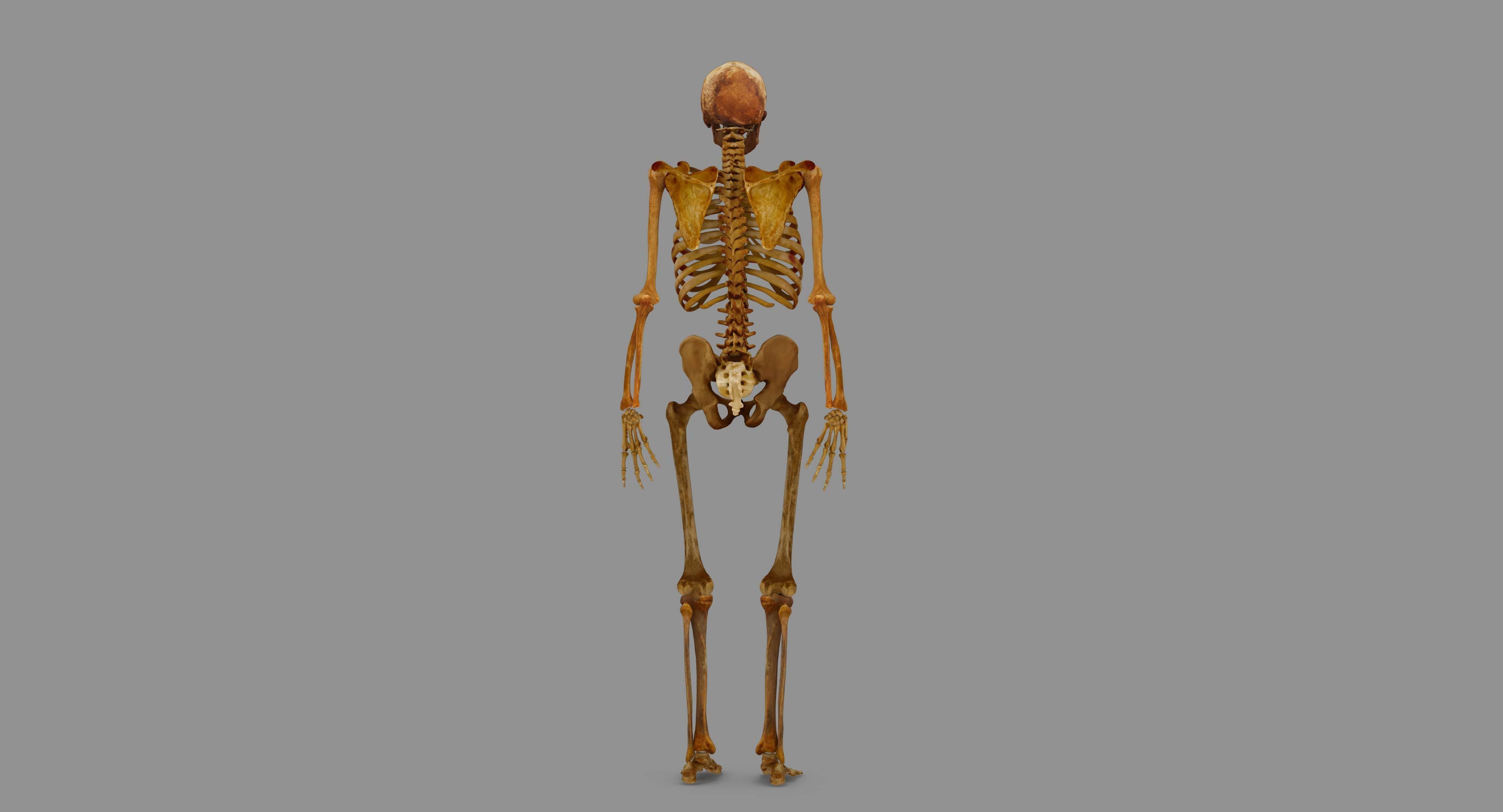 Human Skeleton Scanned Low-poly 3D model_107