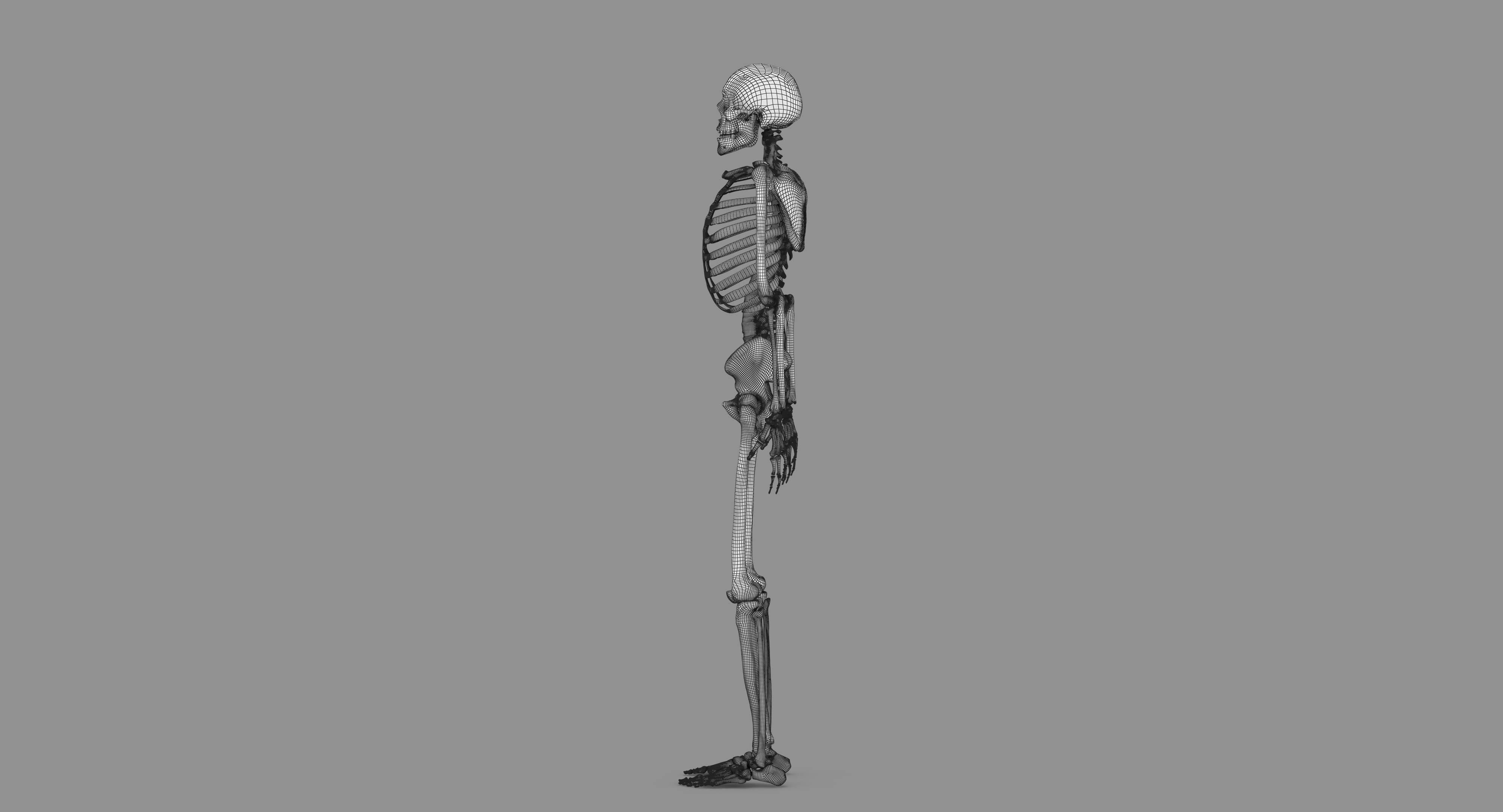 Human Skeleton Scanned Low-poly 3D model_120