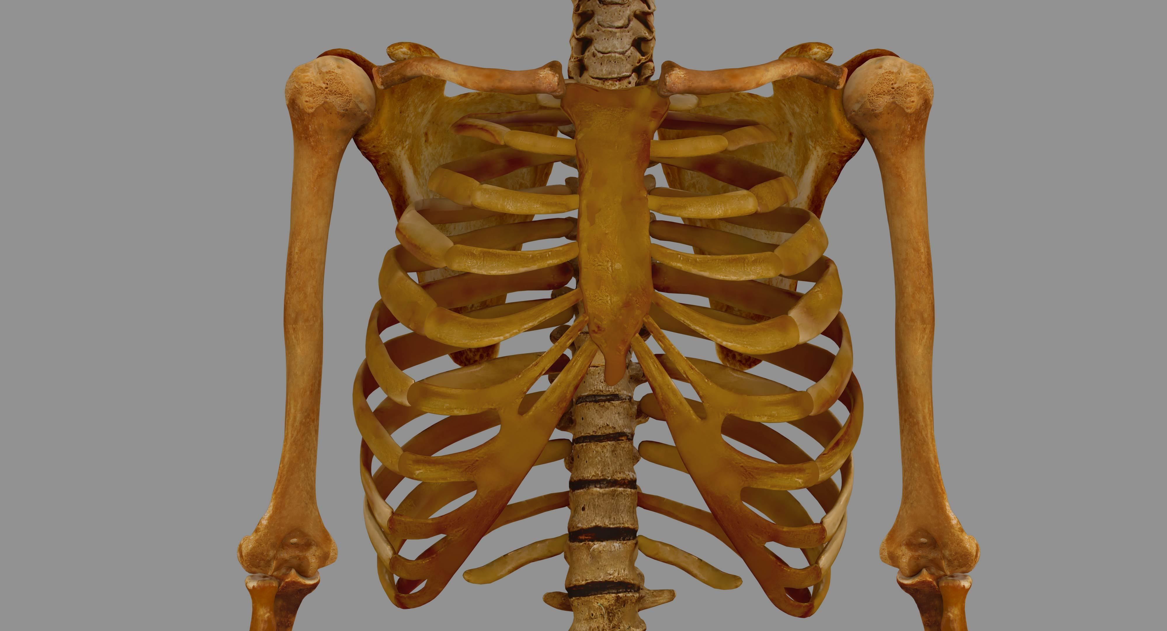 Human Skeleton Scanned Low-poly 3D model_7