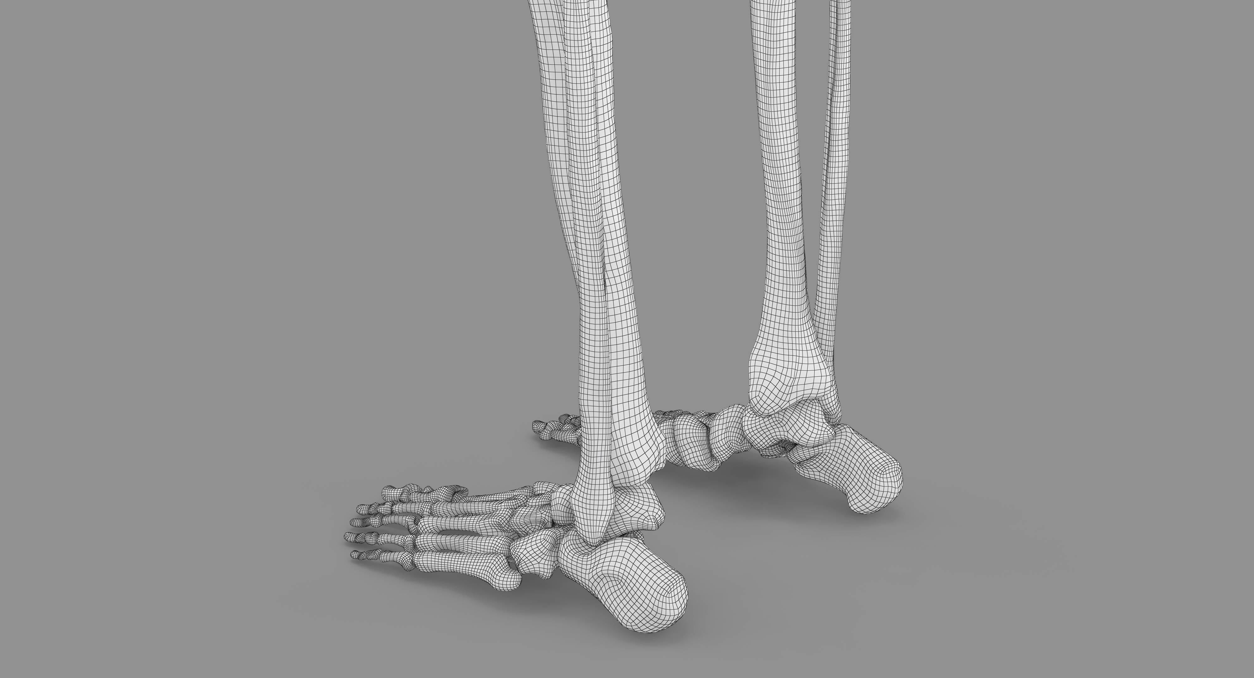 Human Skeleton Scanned Low-poly 3D model_64