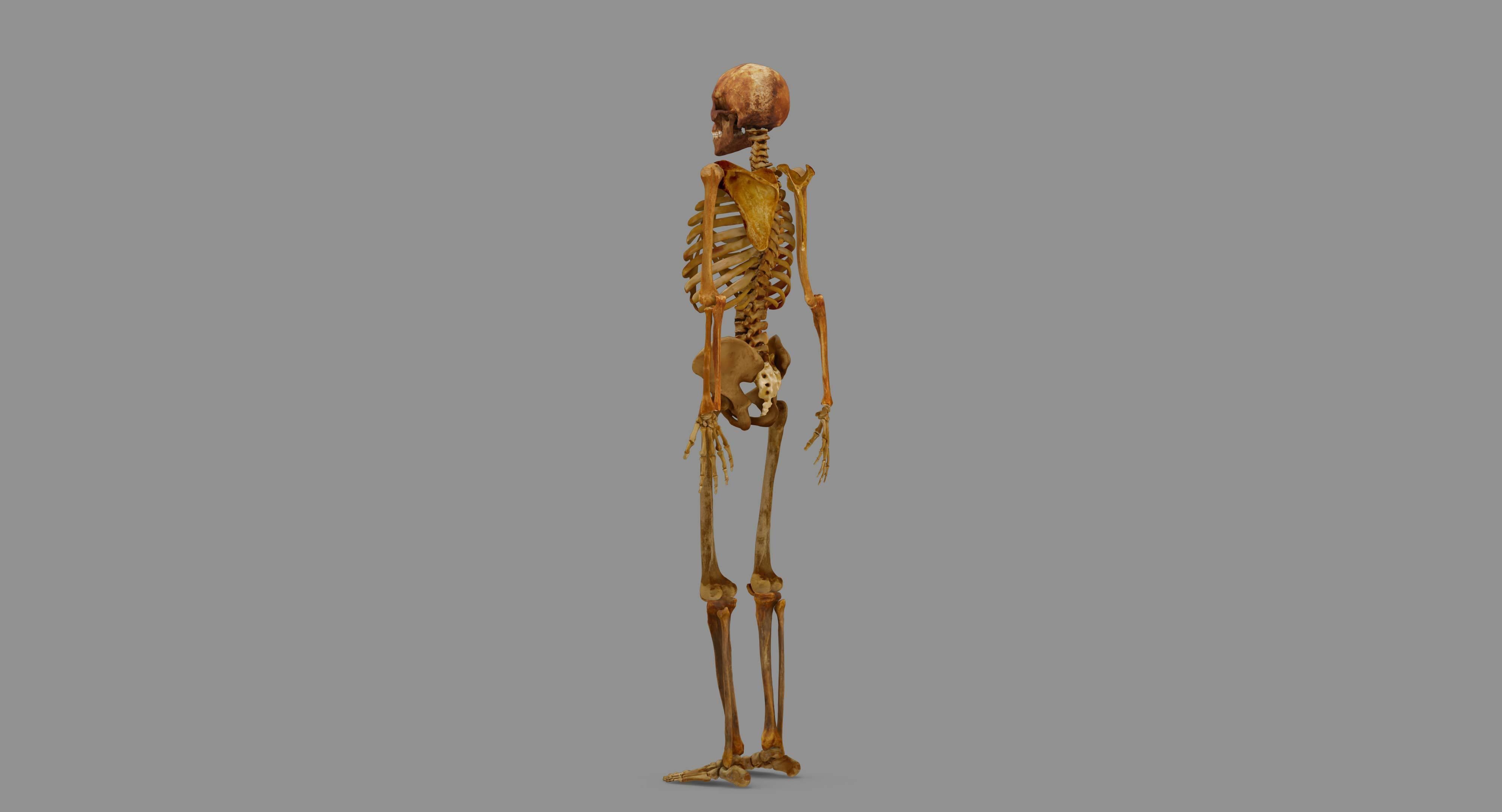 Human Skeleton Scanned Low-poly 3D model_115