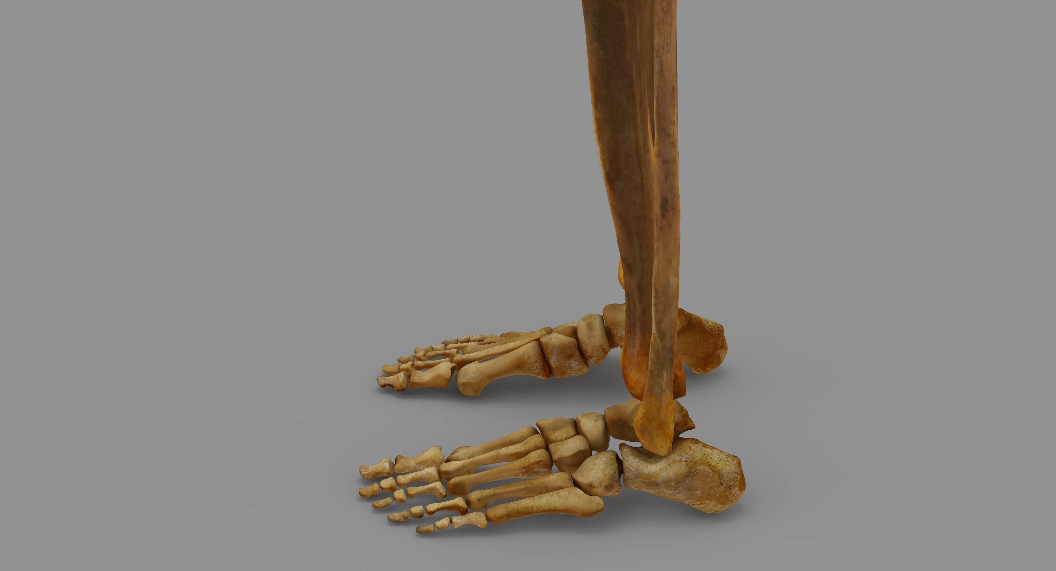 Human Skeleton Scanned Low-poly 3D model_73