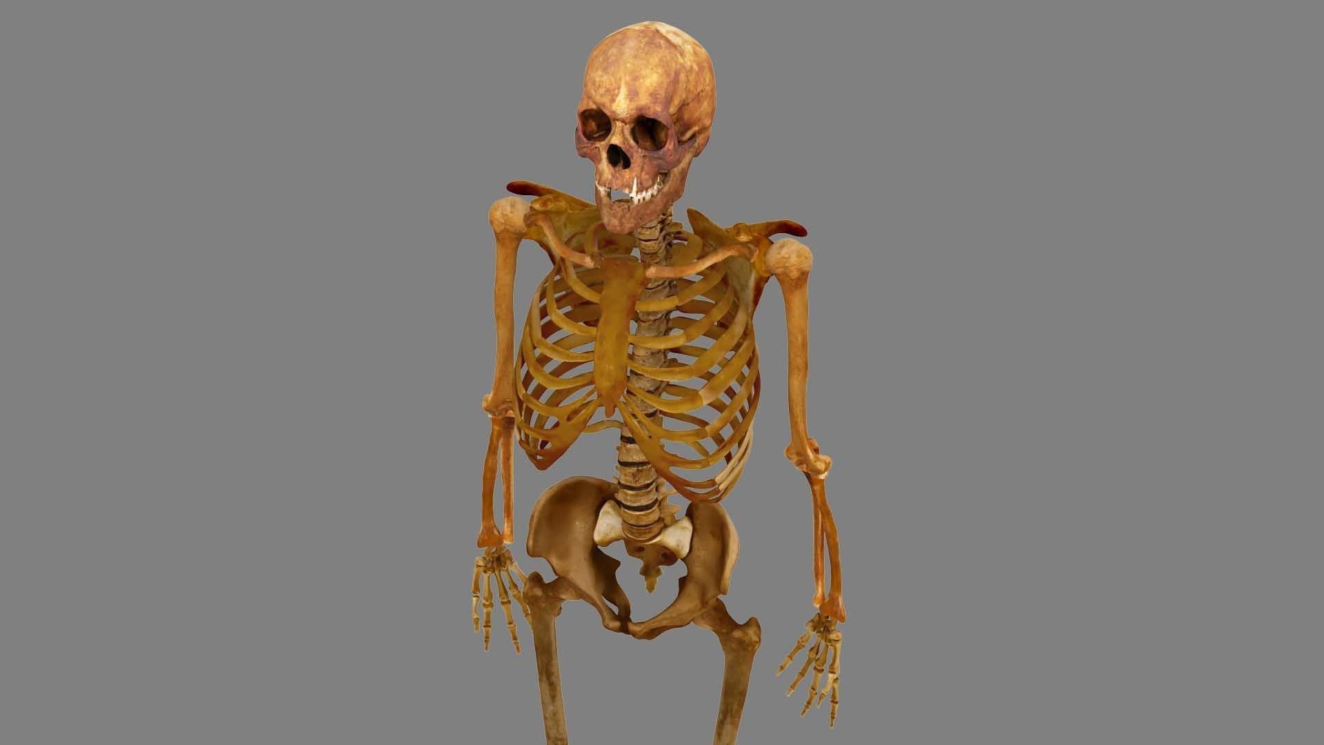 Human Skeleton Scanned Low-poly 3D model_3