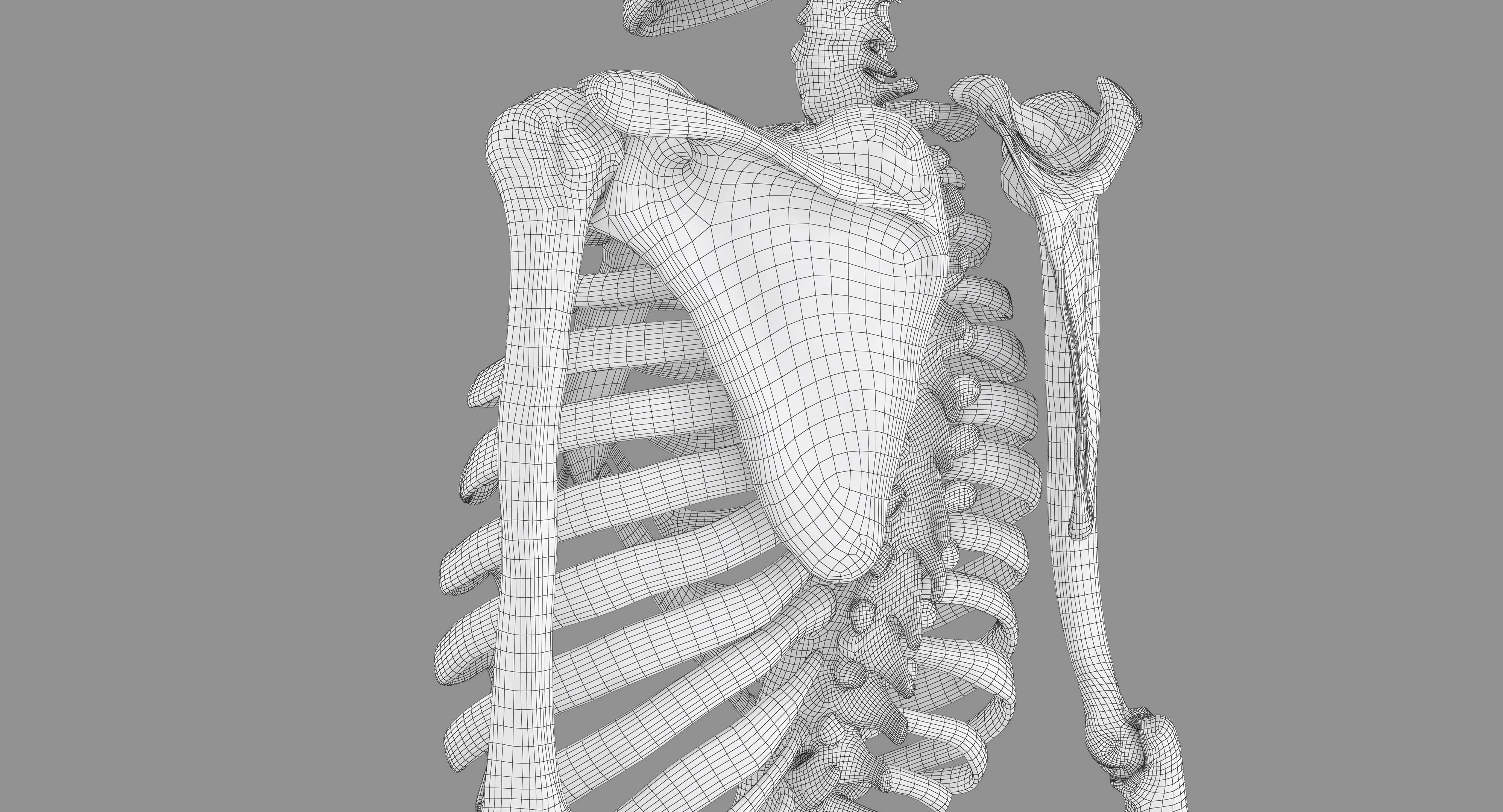 Human Skeleton Scanned Low-poly 3D model_58
