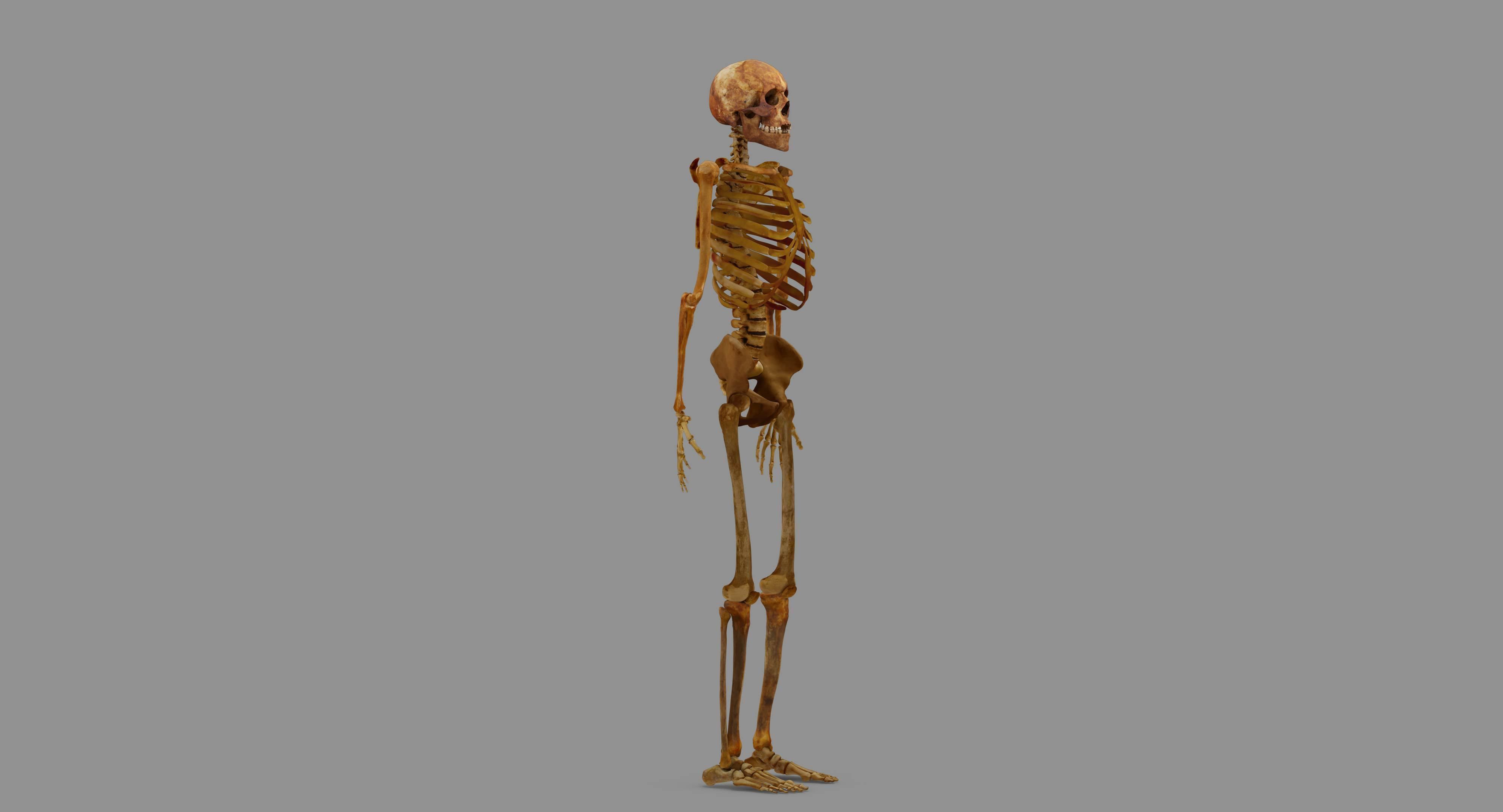Human Skeleton Scanned Low-poly 3D model_93