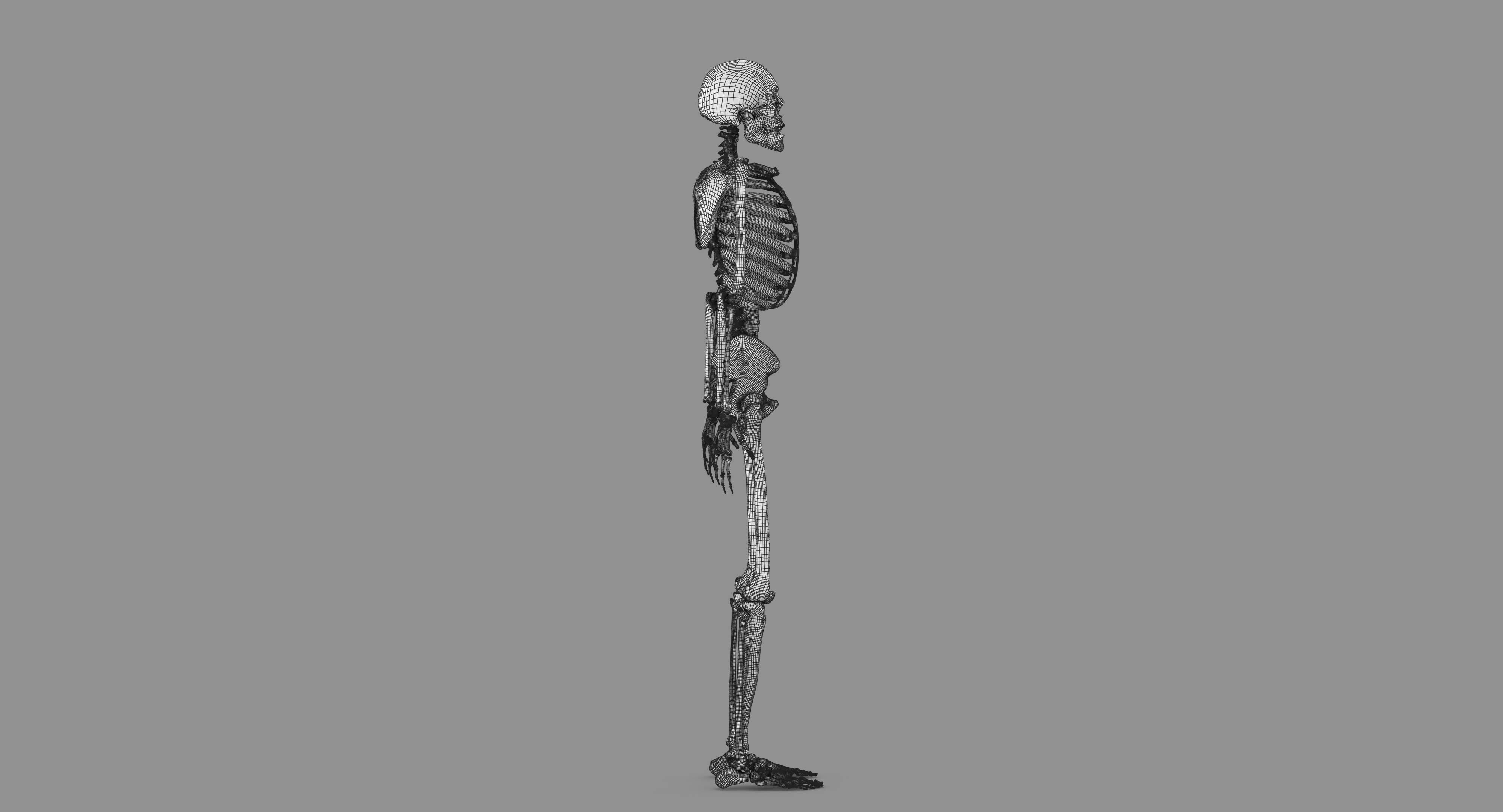 Human Skeleton Scanned Low-poly 3D model_98