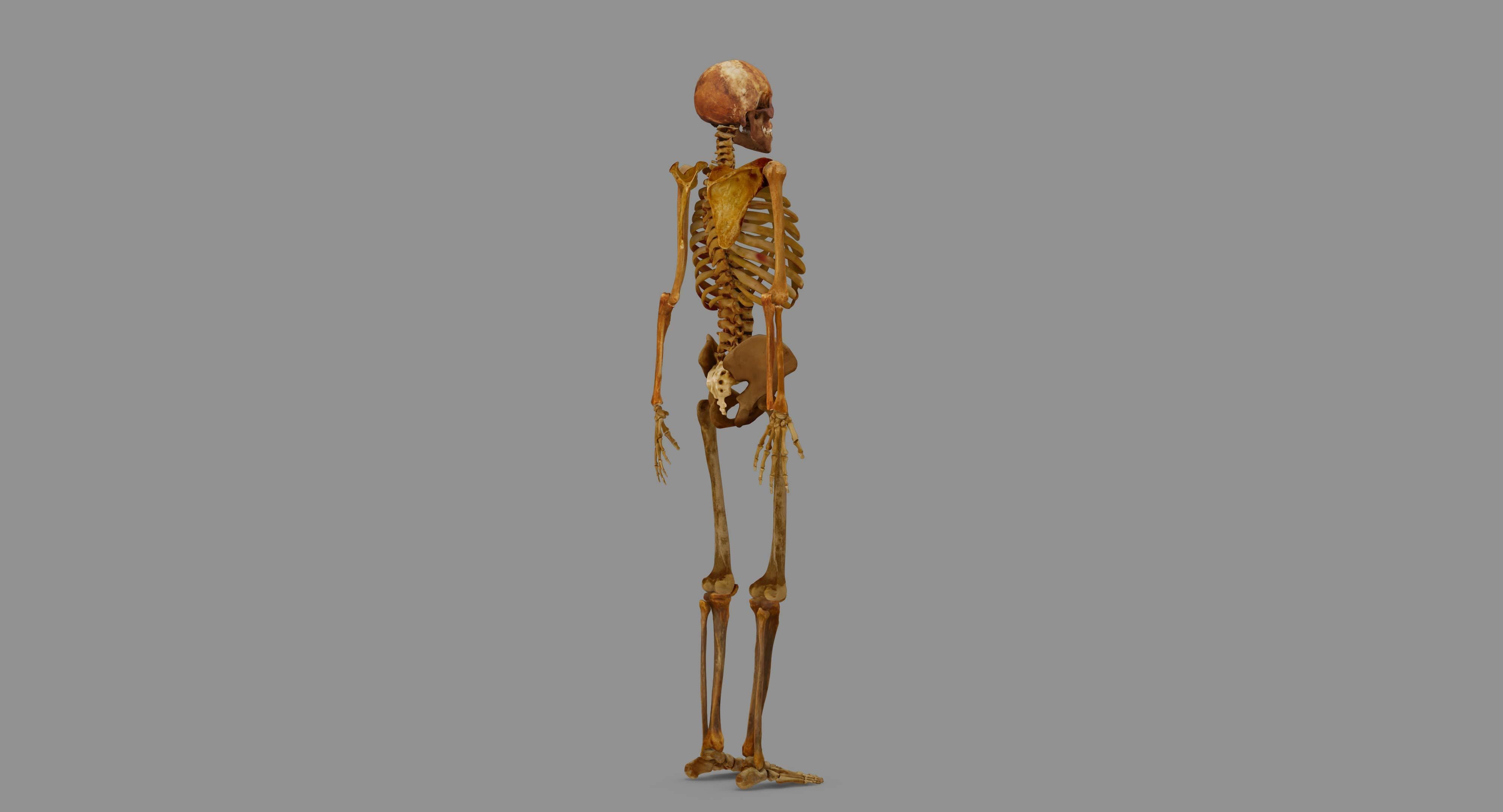 Human Skeleton Scanned Low-poly 3D model_101