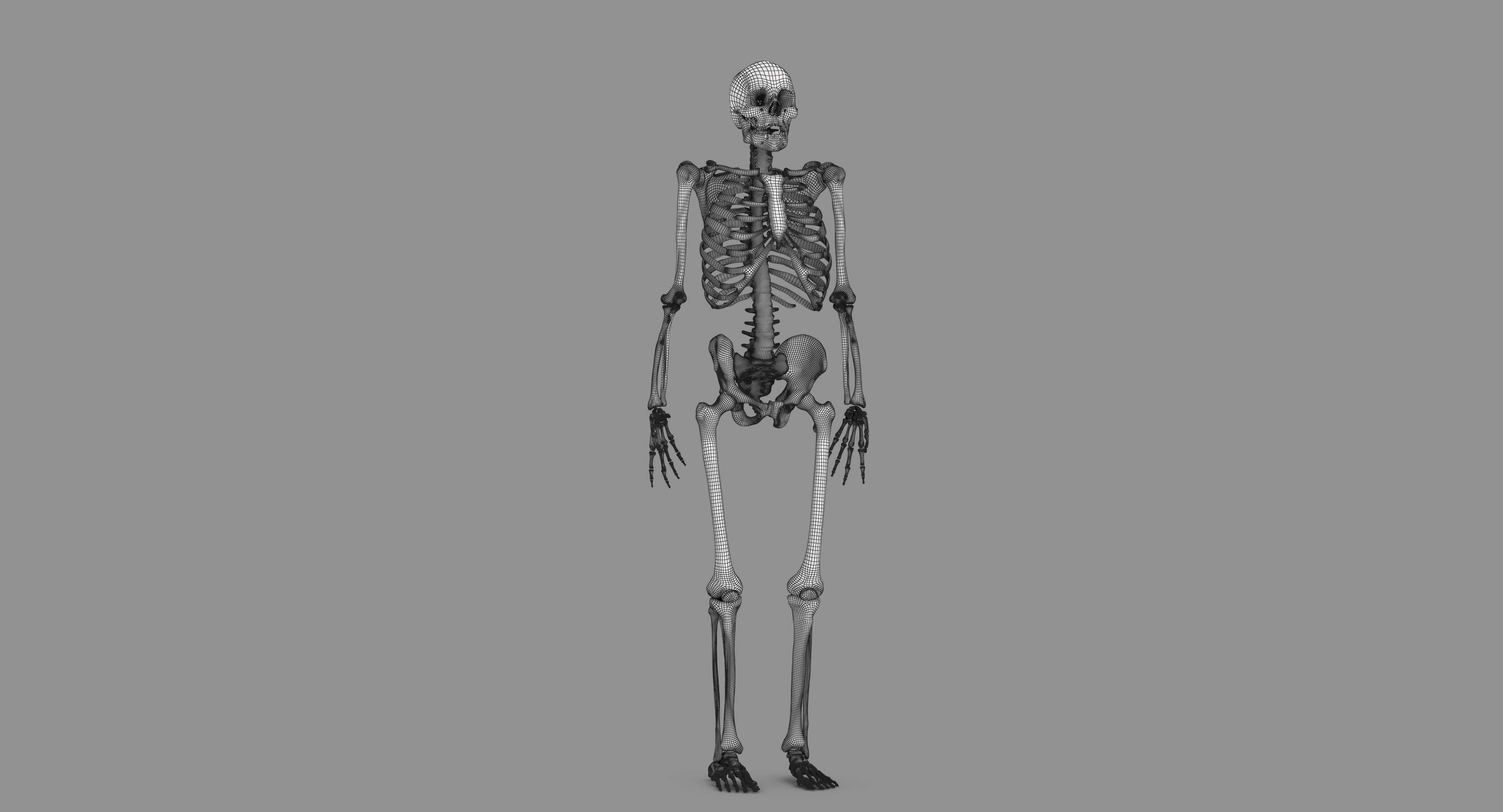 Human Skeleton Scanned Low-poly 3D model_88
