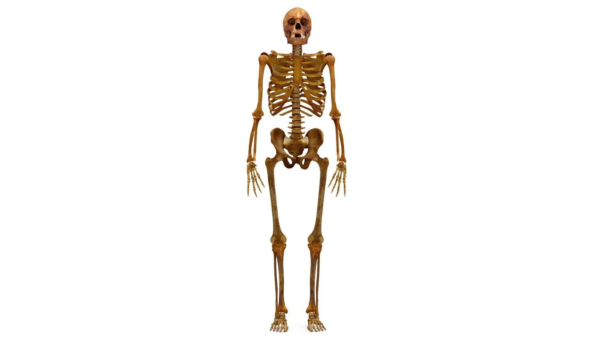 Human Skeleton Scanned Low-poly 3D model_0