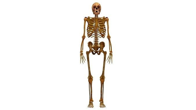 Human Skeleton Scanned Low-poly 3D model