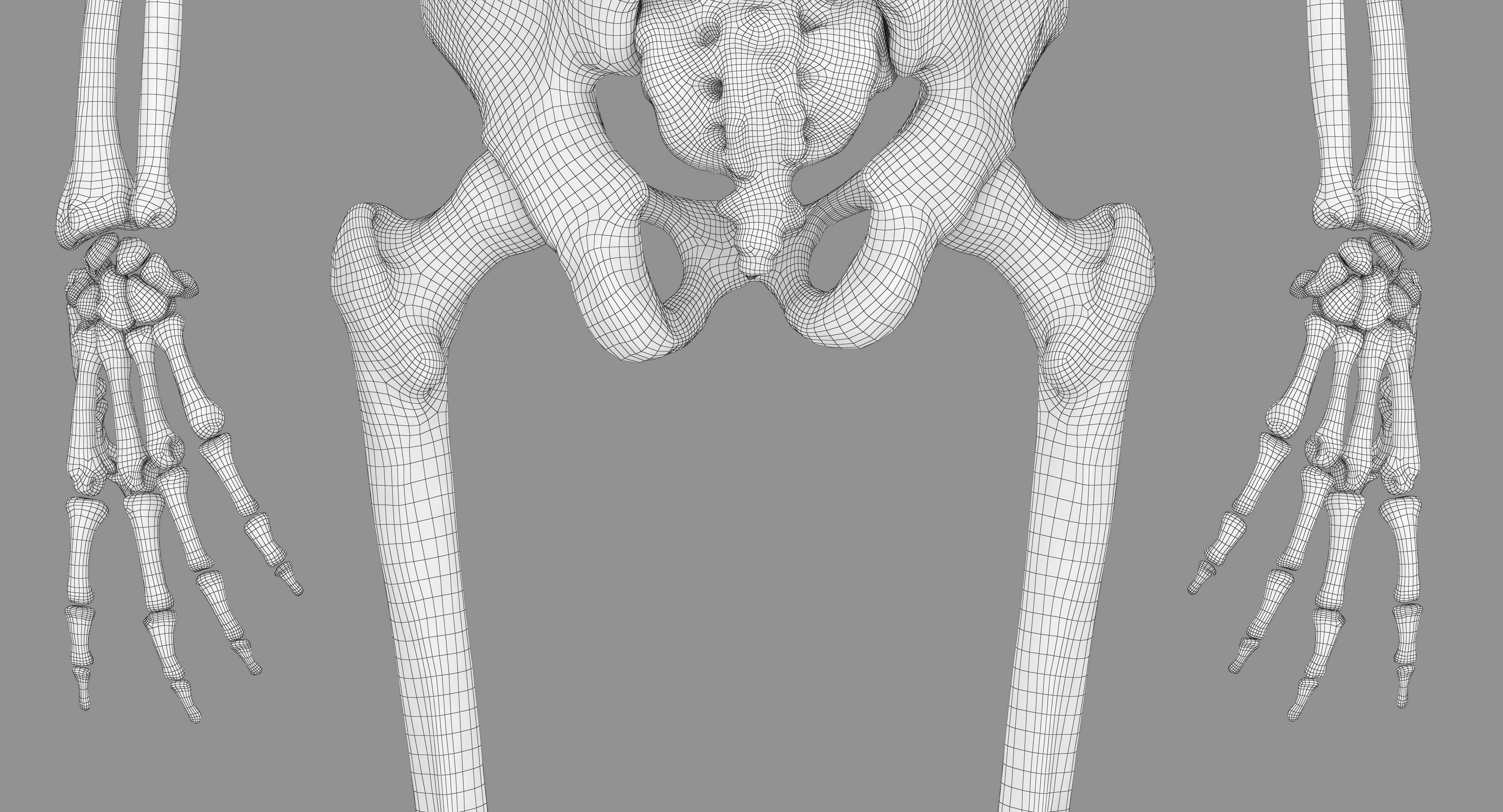 Human Skeleton Scanned Low-poly 3D model_50