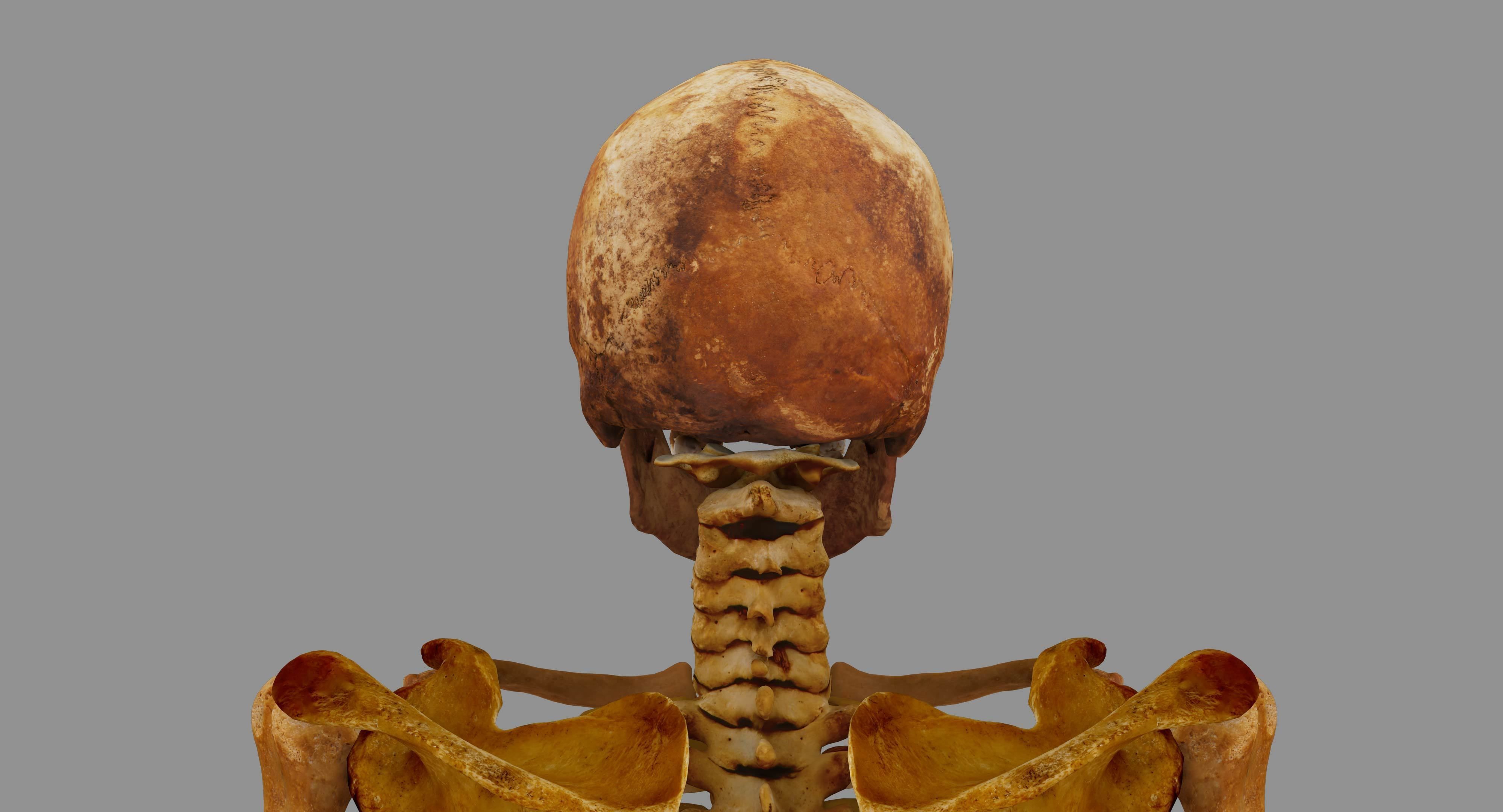 Human Skeleton Scanned Low-poly 3D model_45