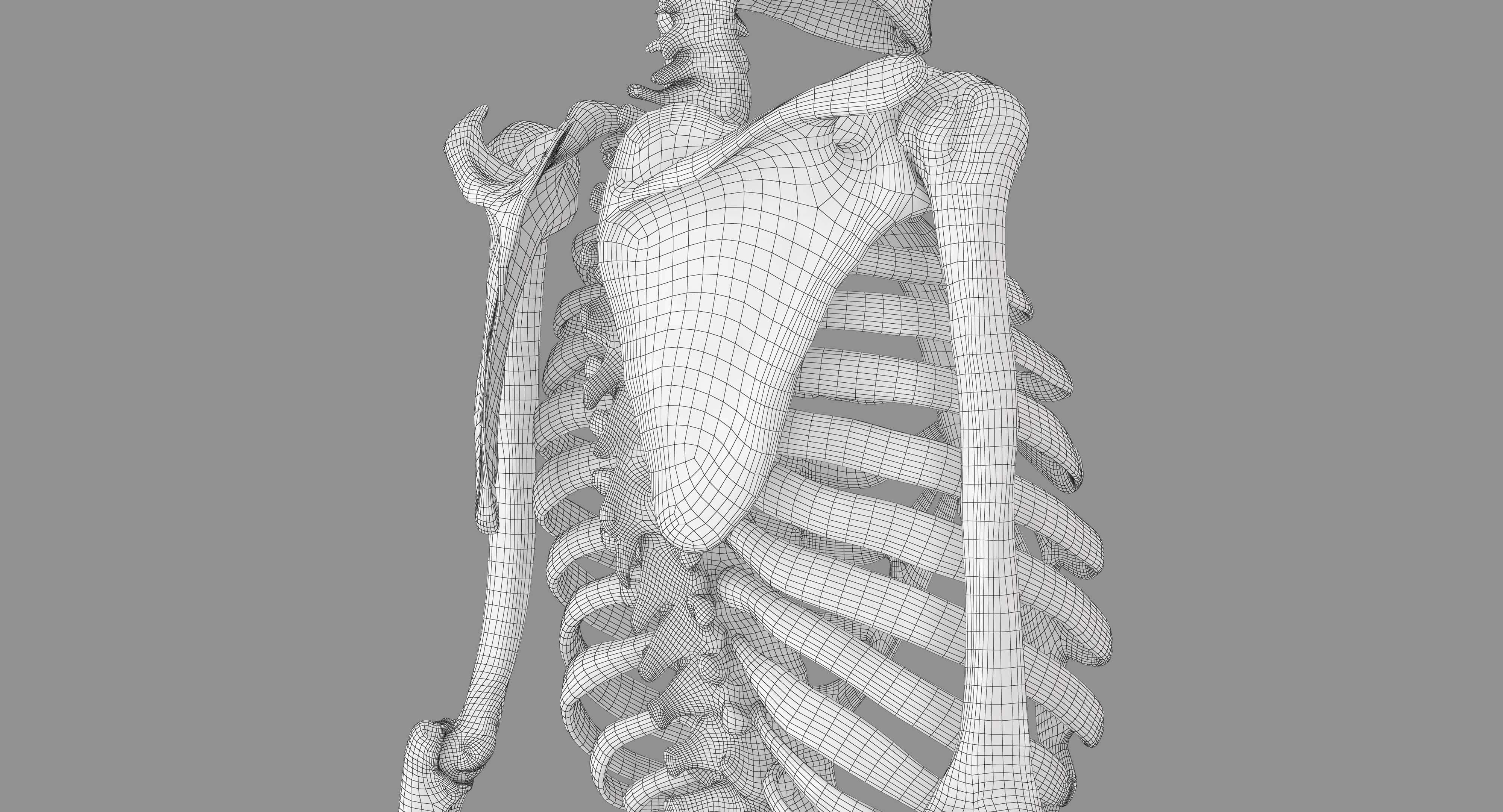 Human Skeleton Scanned Low-poly 3D model_38