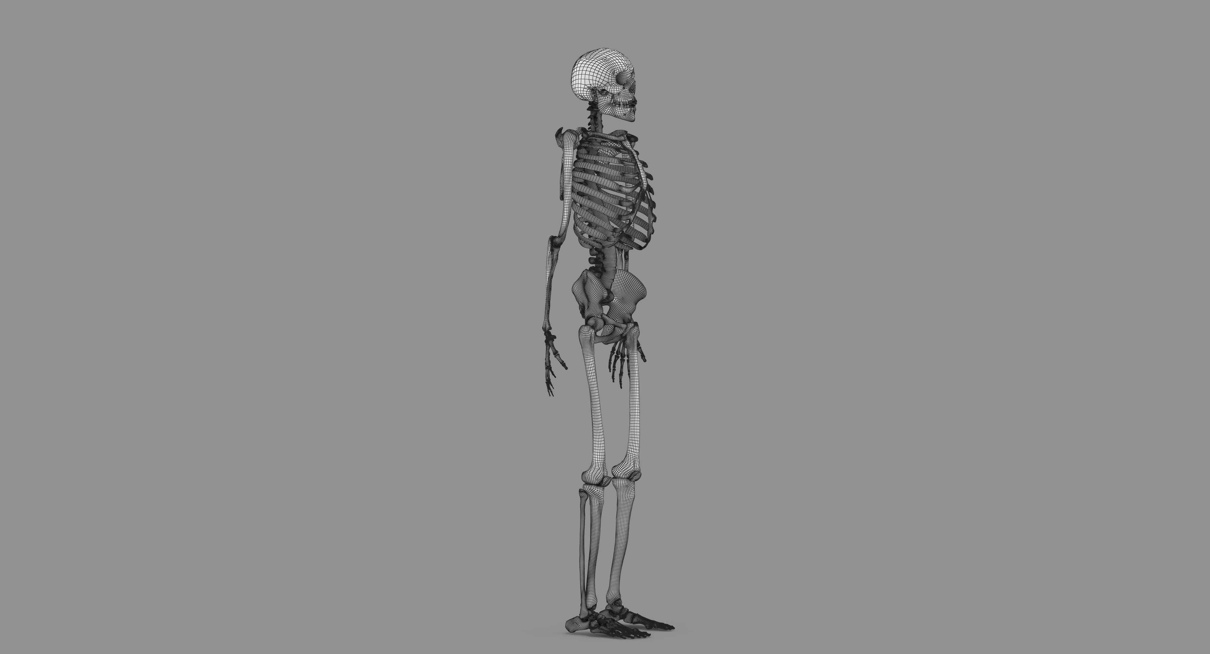 Human Skeleton Scanned Low-poly 3D model_94