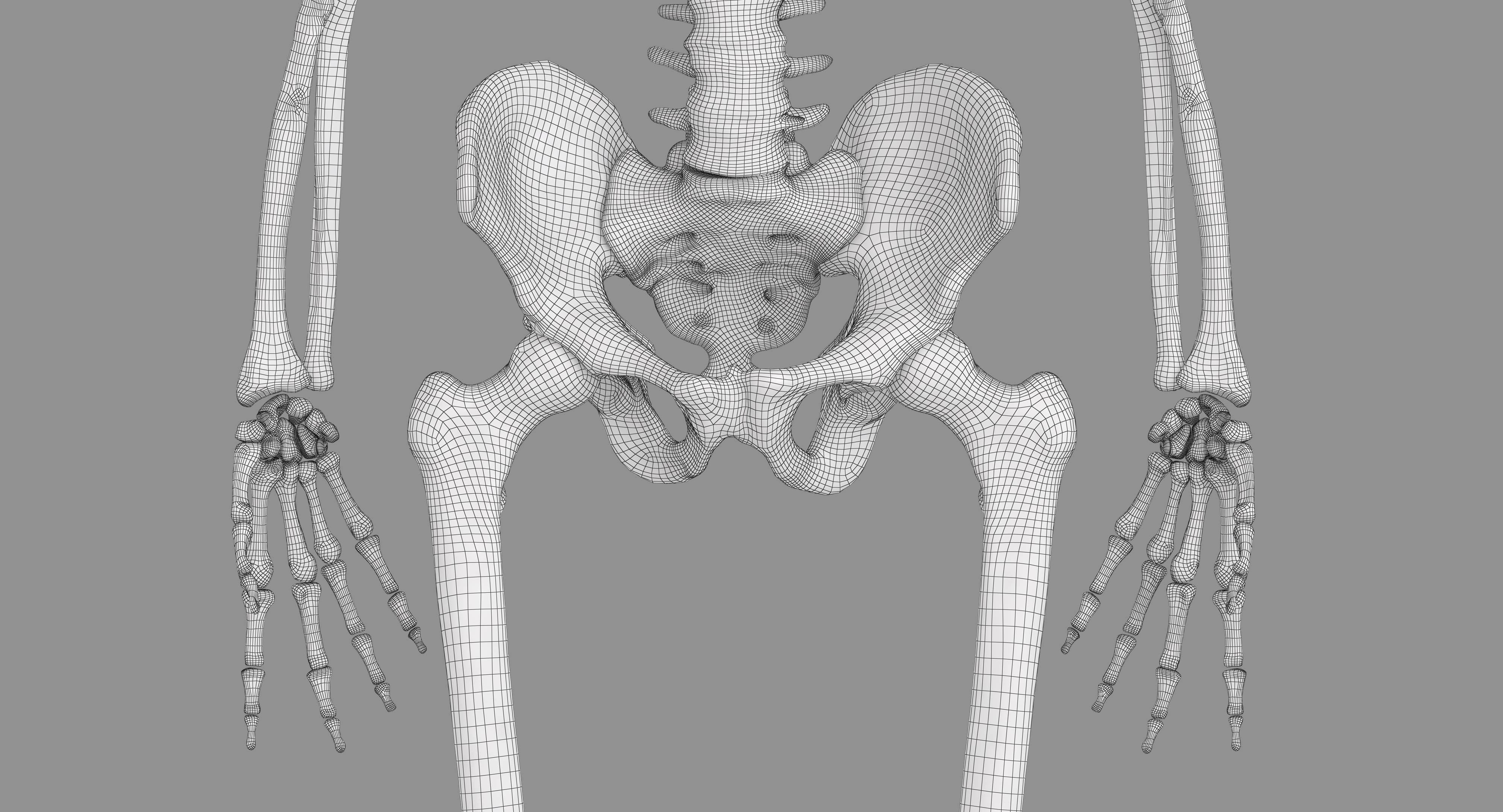 Human Skeleton Scanned Low-poly 3D model_10