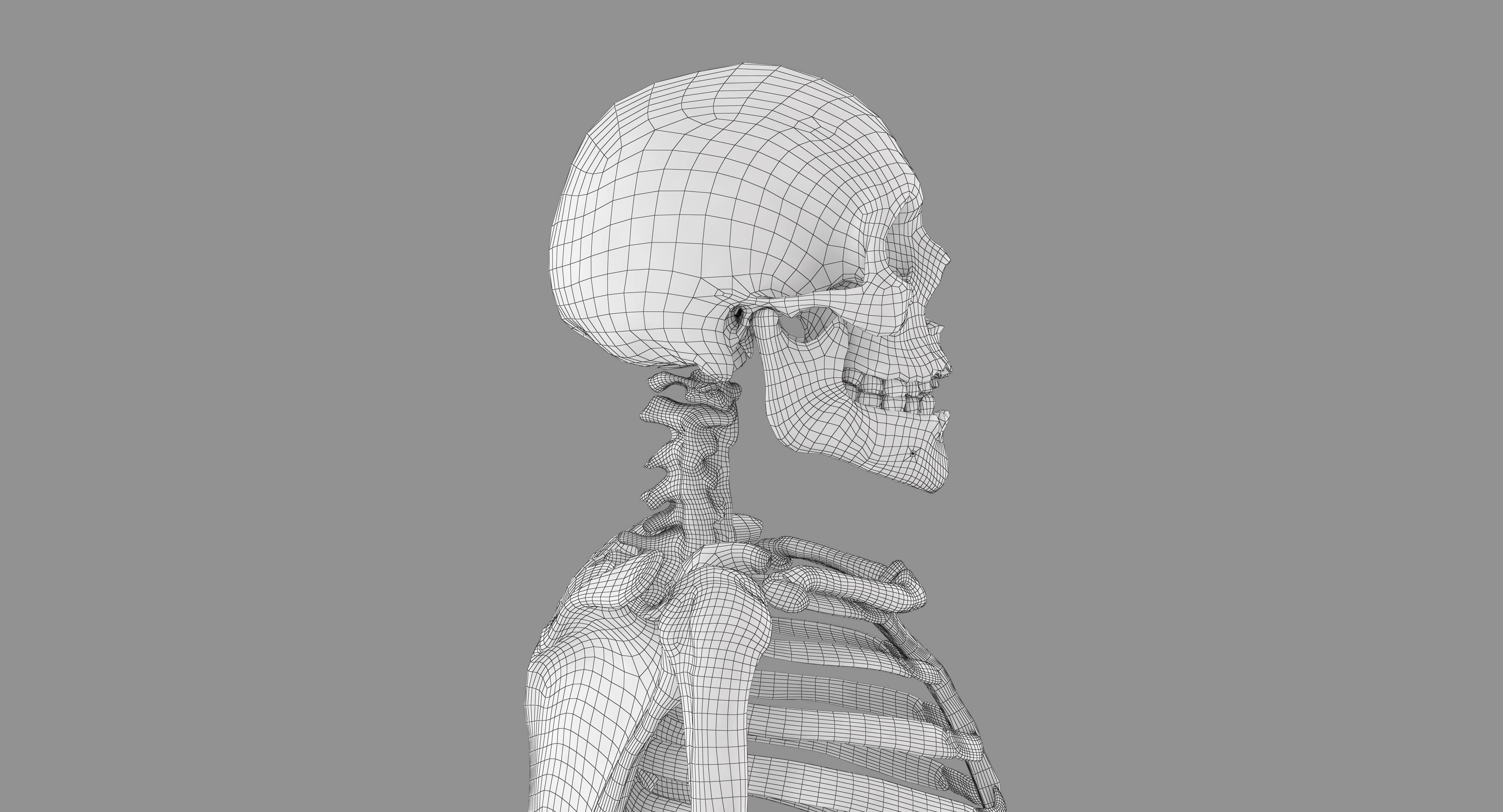 Human Skeleton Scanned Low-poly 3D model_26