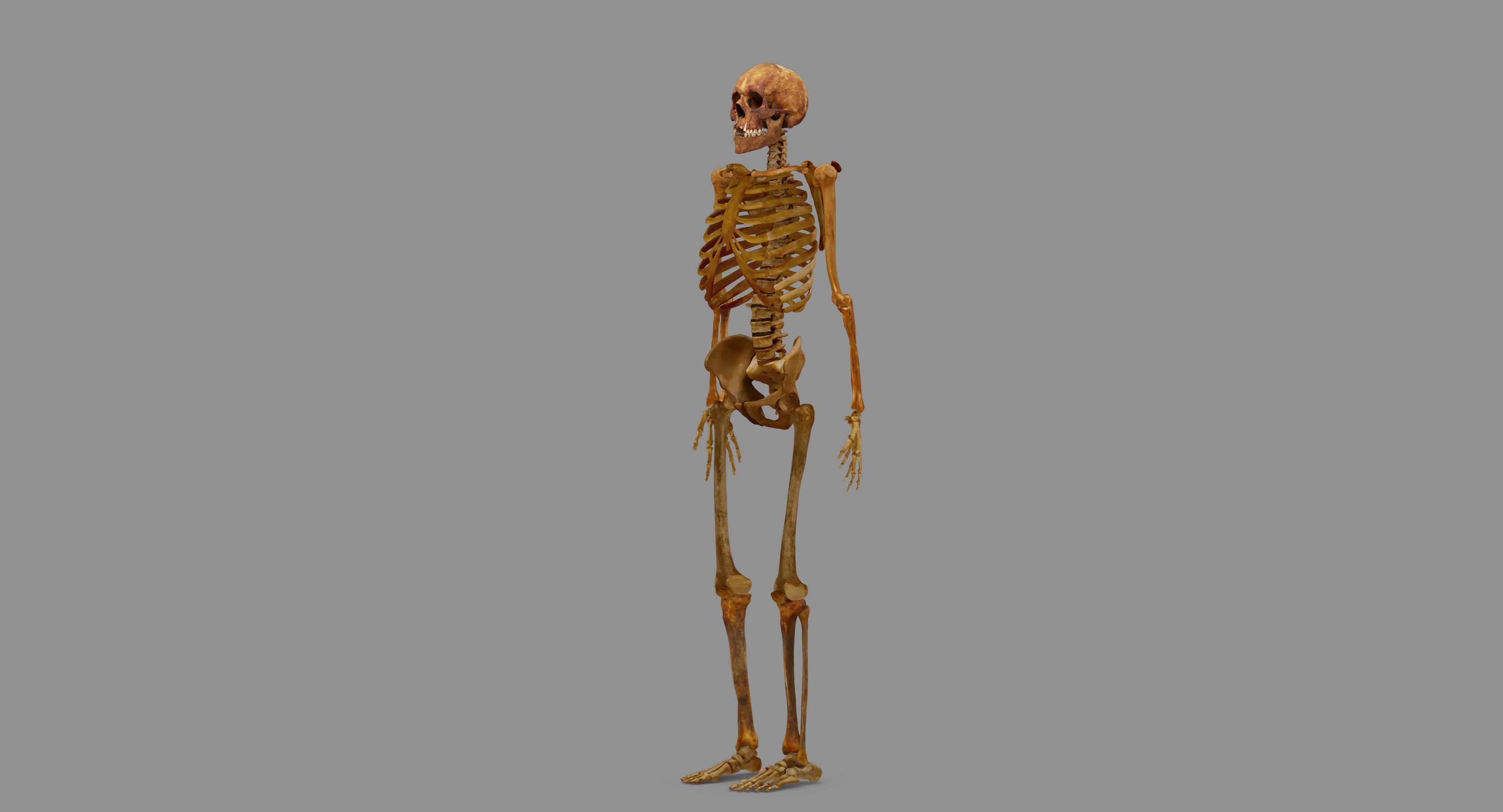 Human Skeleton Scanned Low-poly 3D model_125